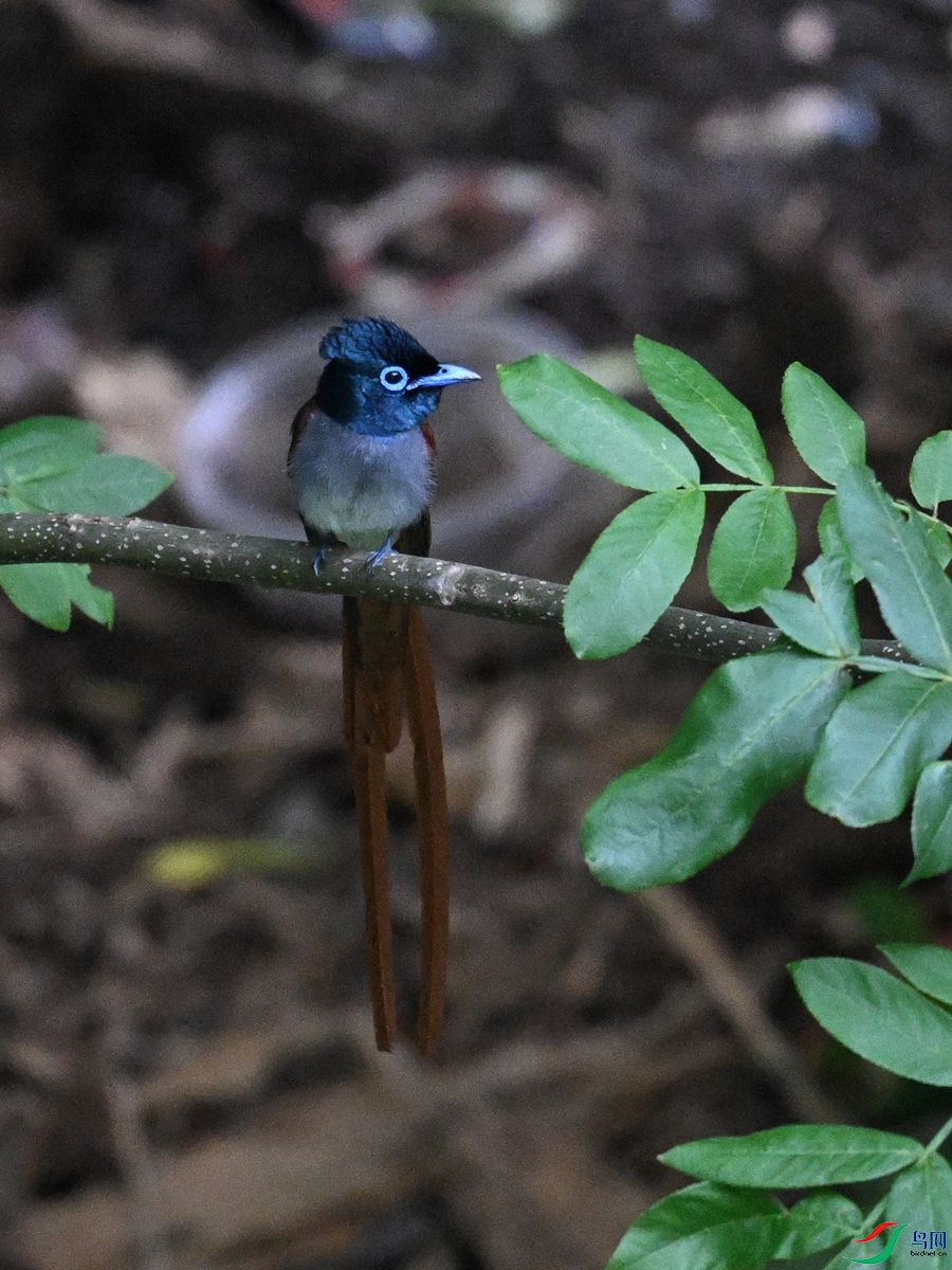 DSC_8239.JPG