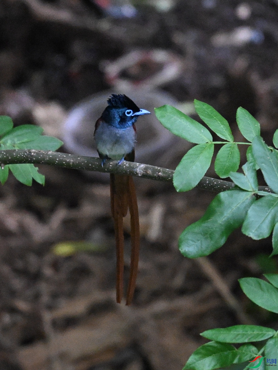 DSC_8244.JPG
