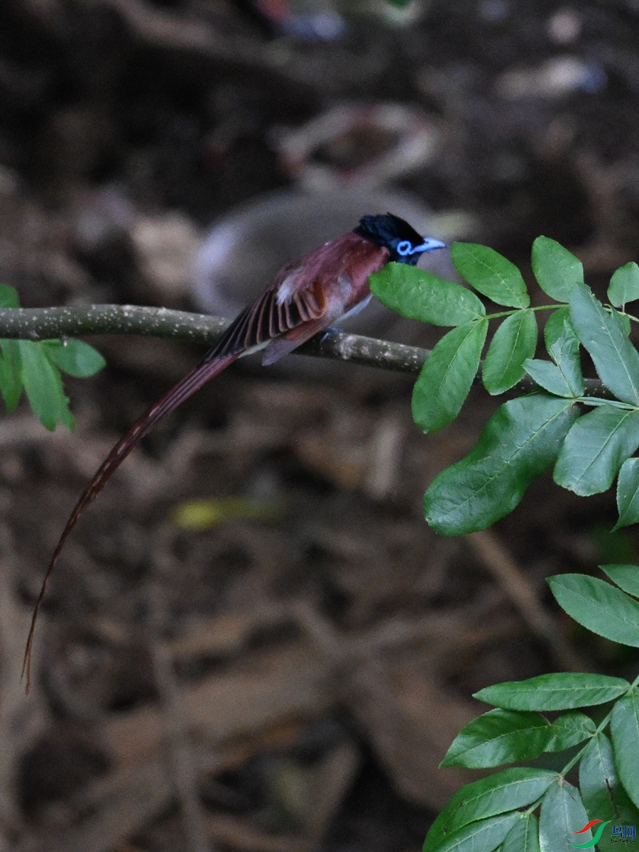 DSC_8233.JPG