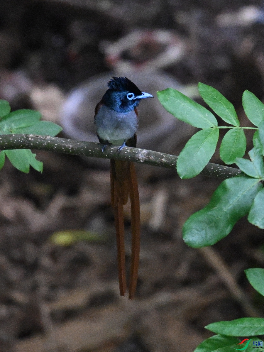 DSC_8245.JPG