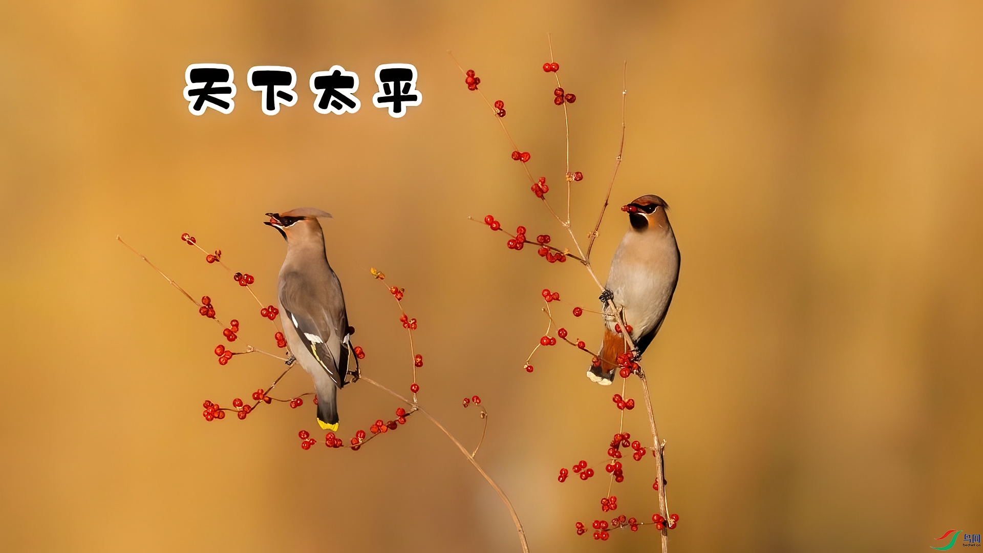 ����̫ƽ-����.jpg
