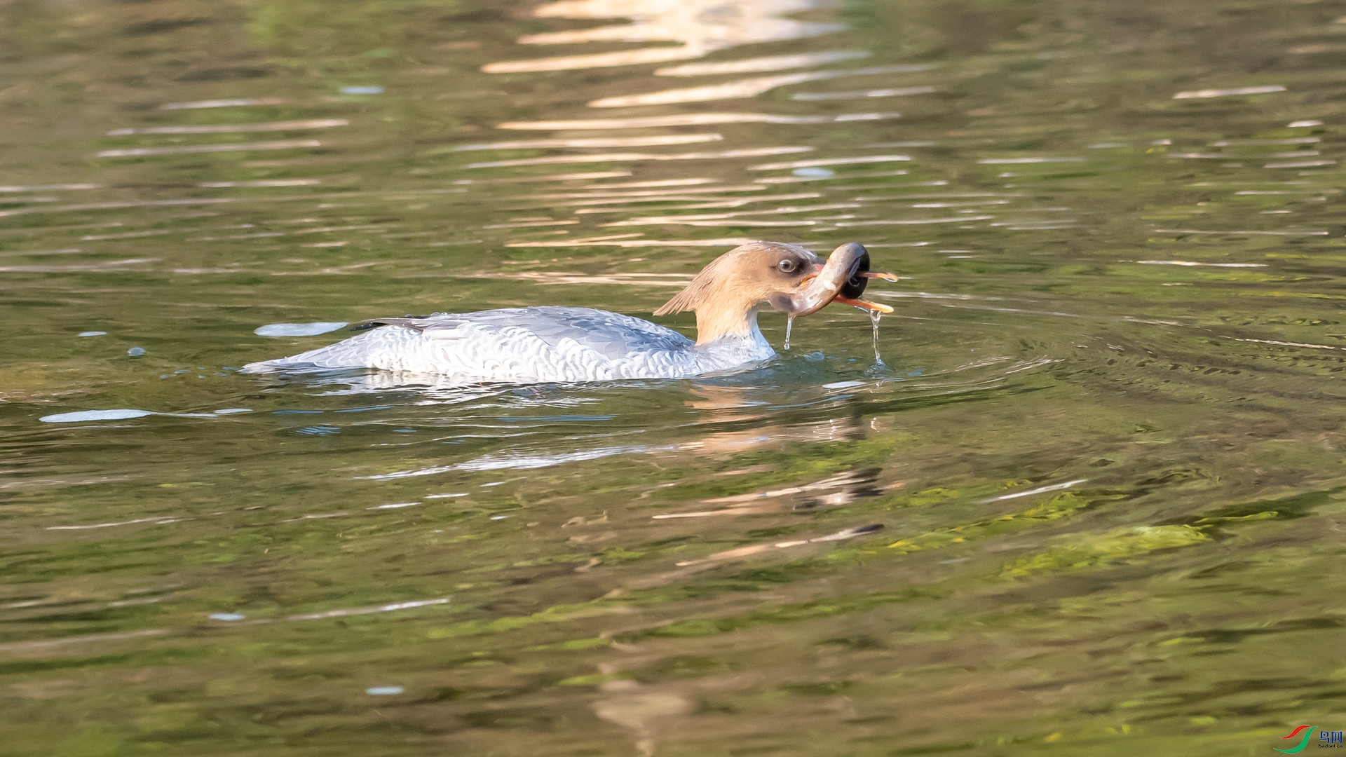 DSC_2388.jpg