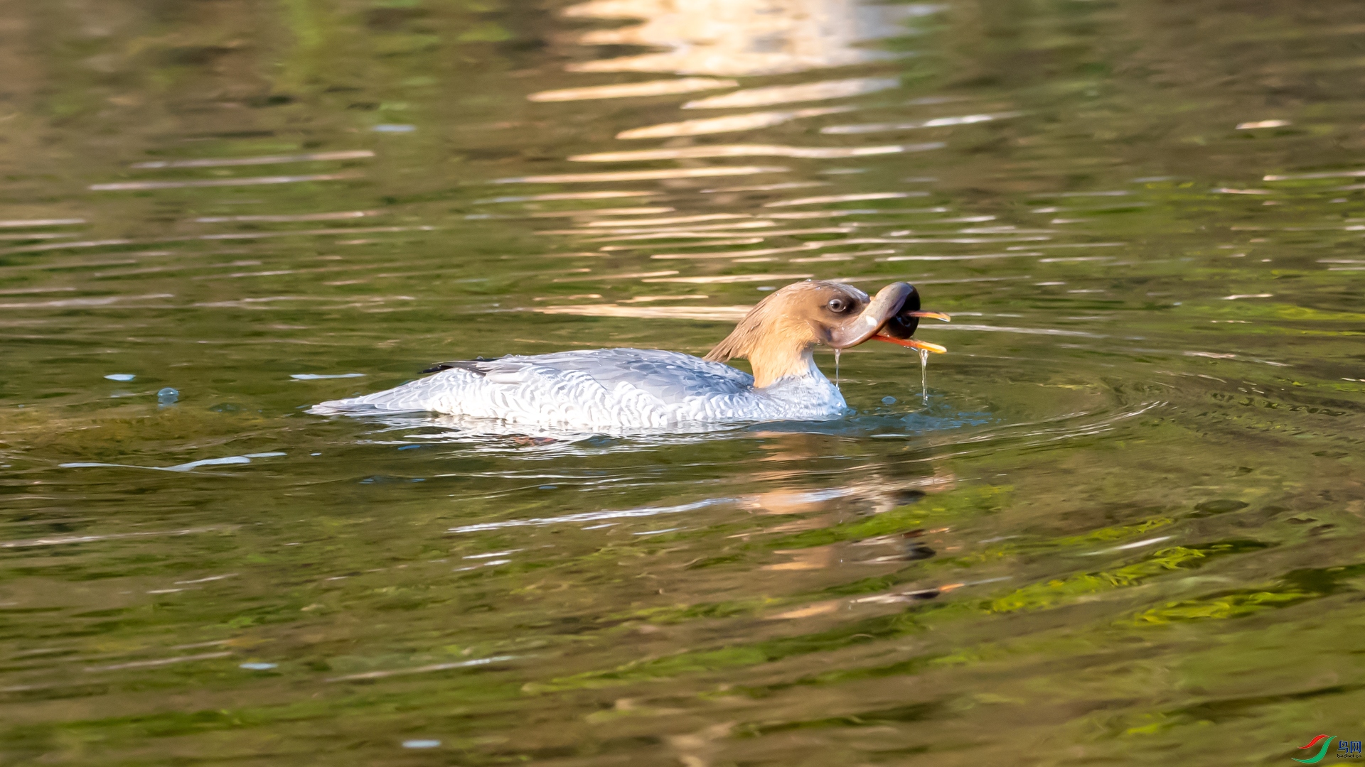 DSC_2389.jpg