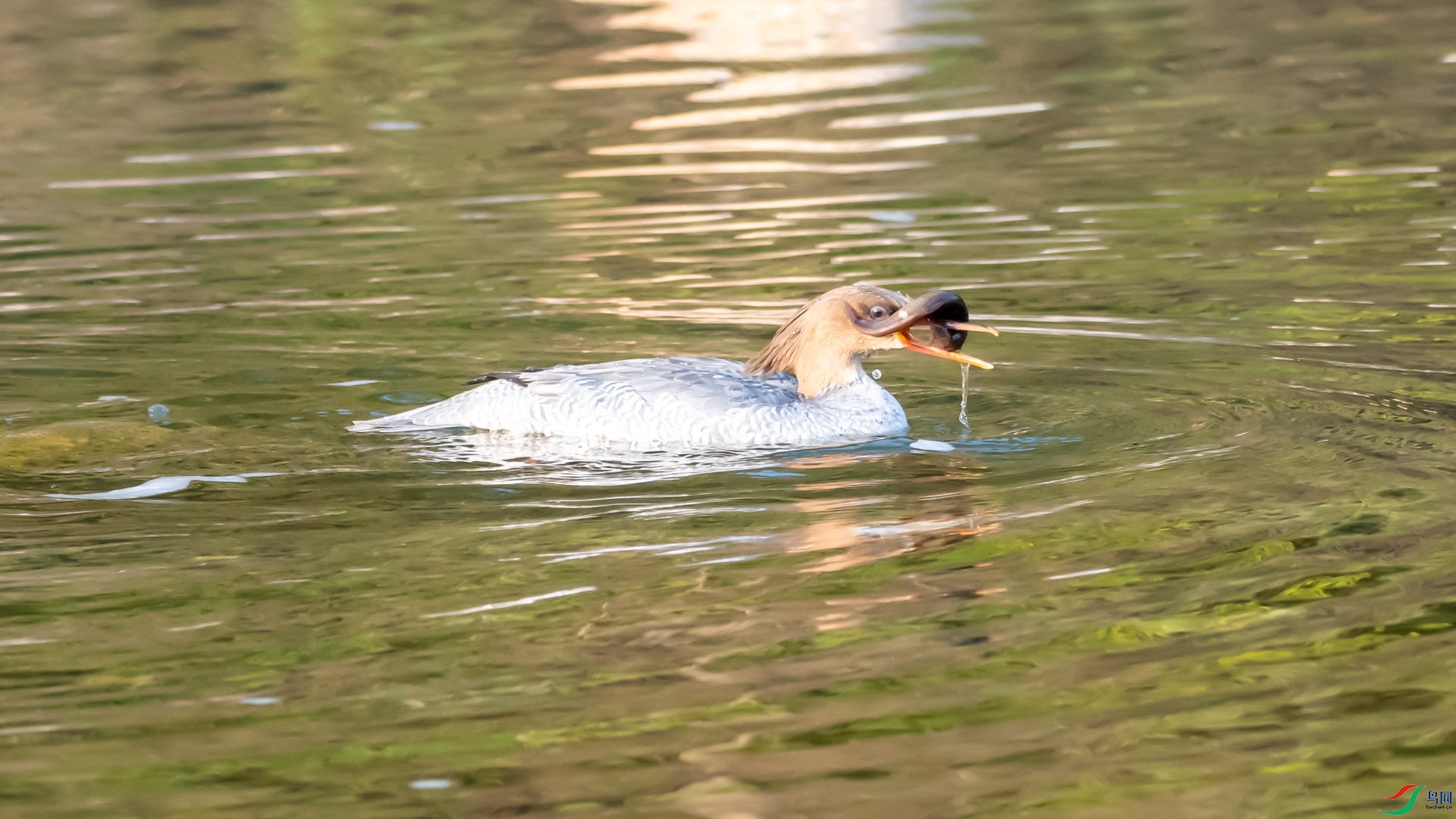 DSC_2390.jpg