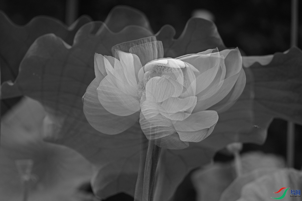 DSCF7785.1.jpg