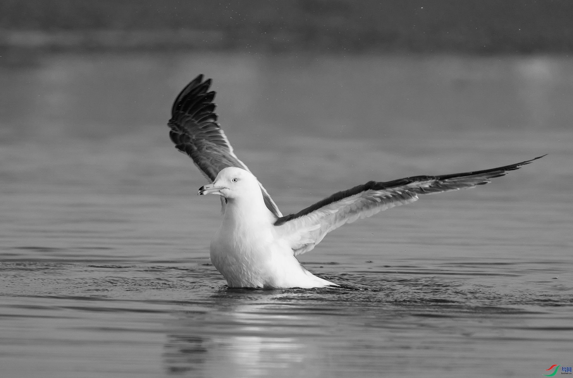 DSC01335 ����.jpg