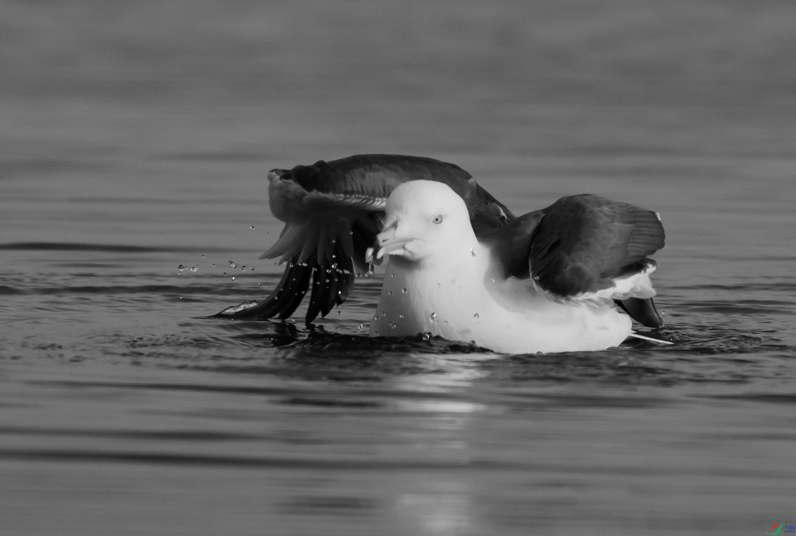 DSC01341 ����.jpg