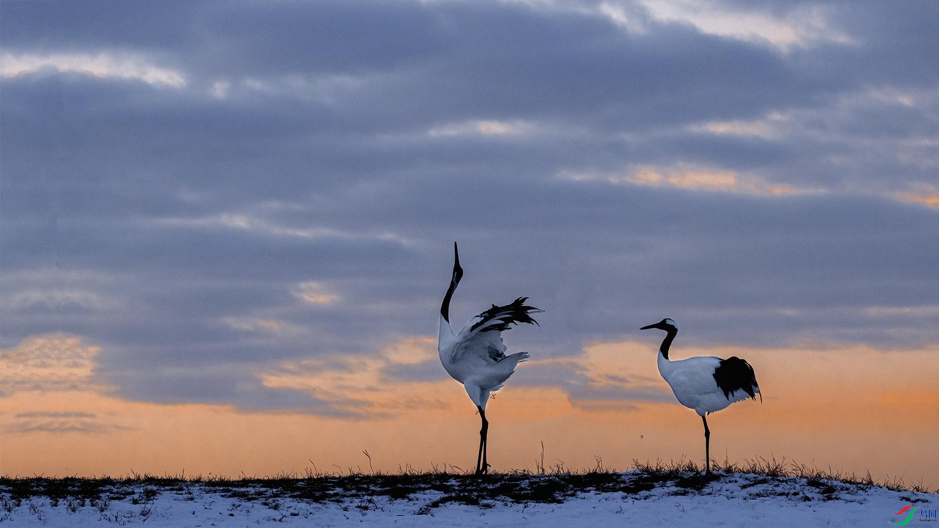 ����ѩ�����ϼ��