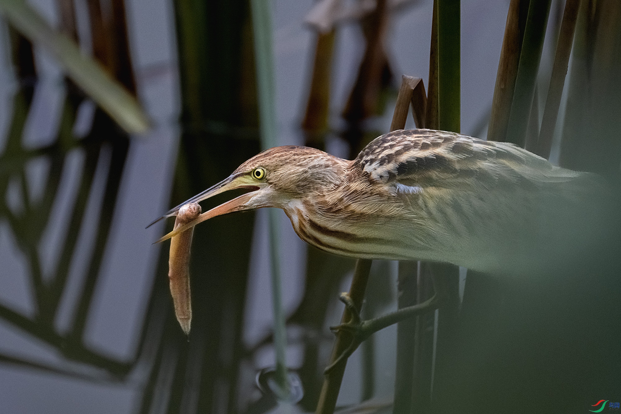 DSC_5176.jpg