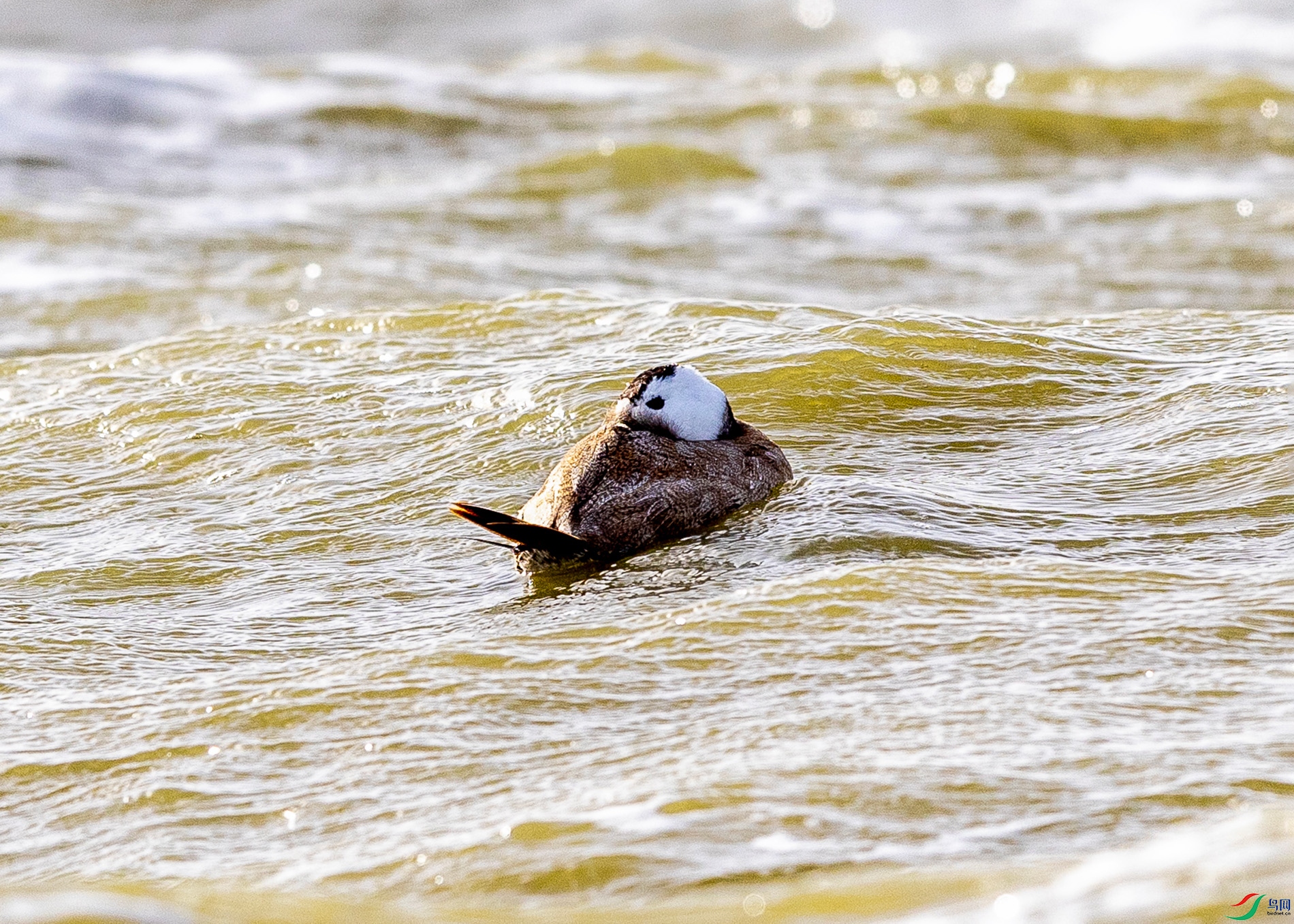 IMG_2500 ����000.jpg