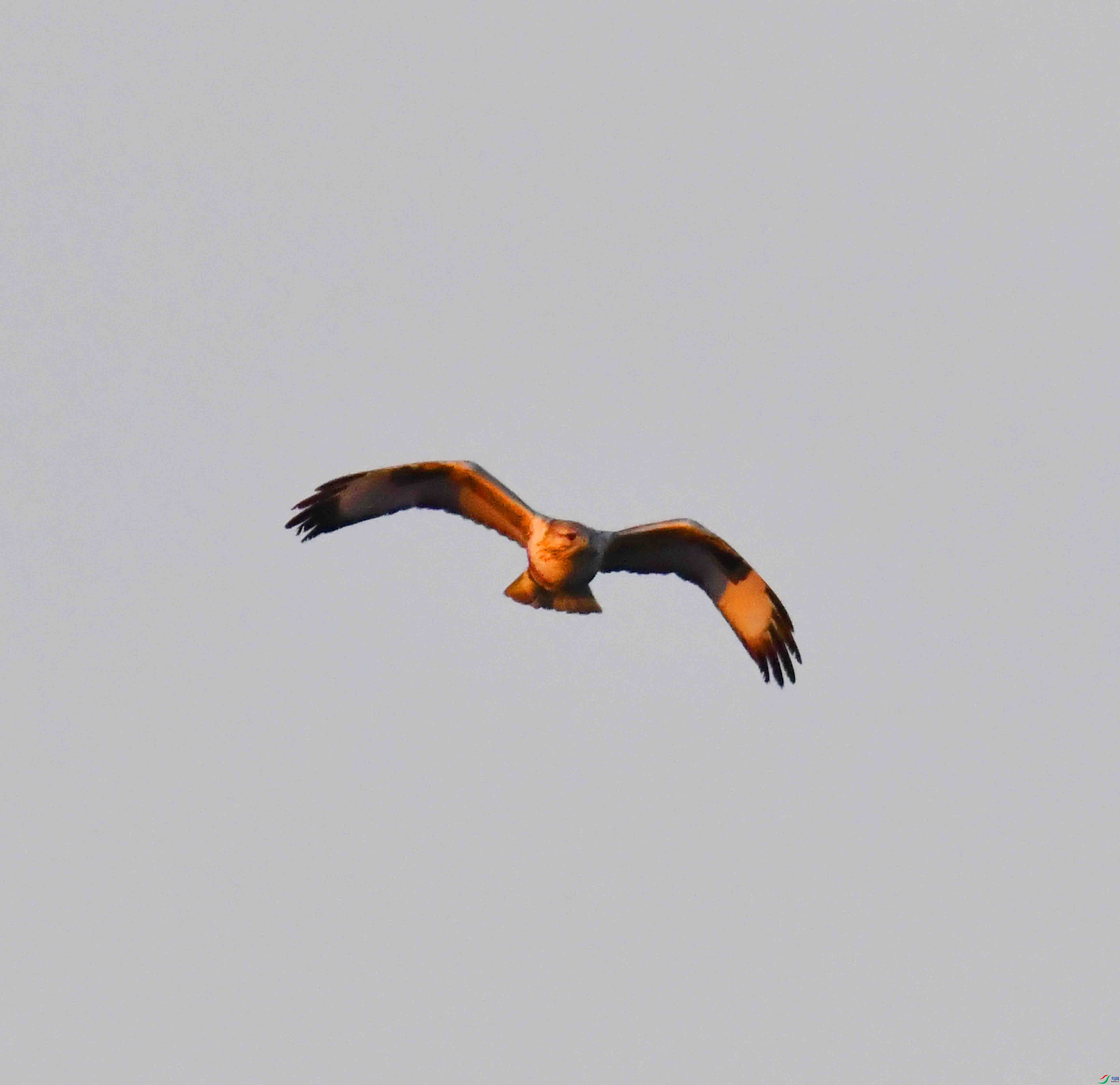 DSC_2699.JPG