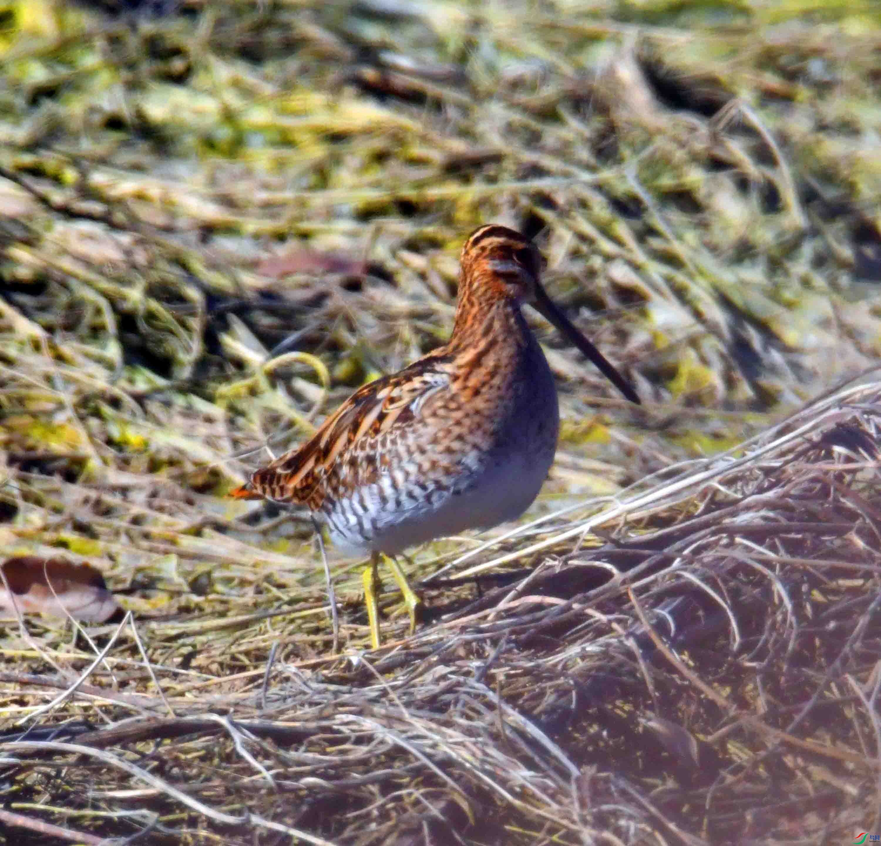 DSC_0378.JPG