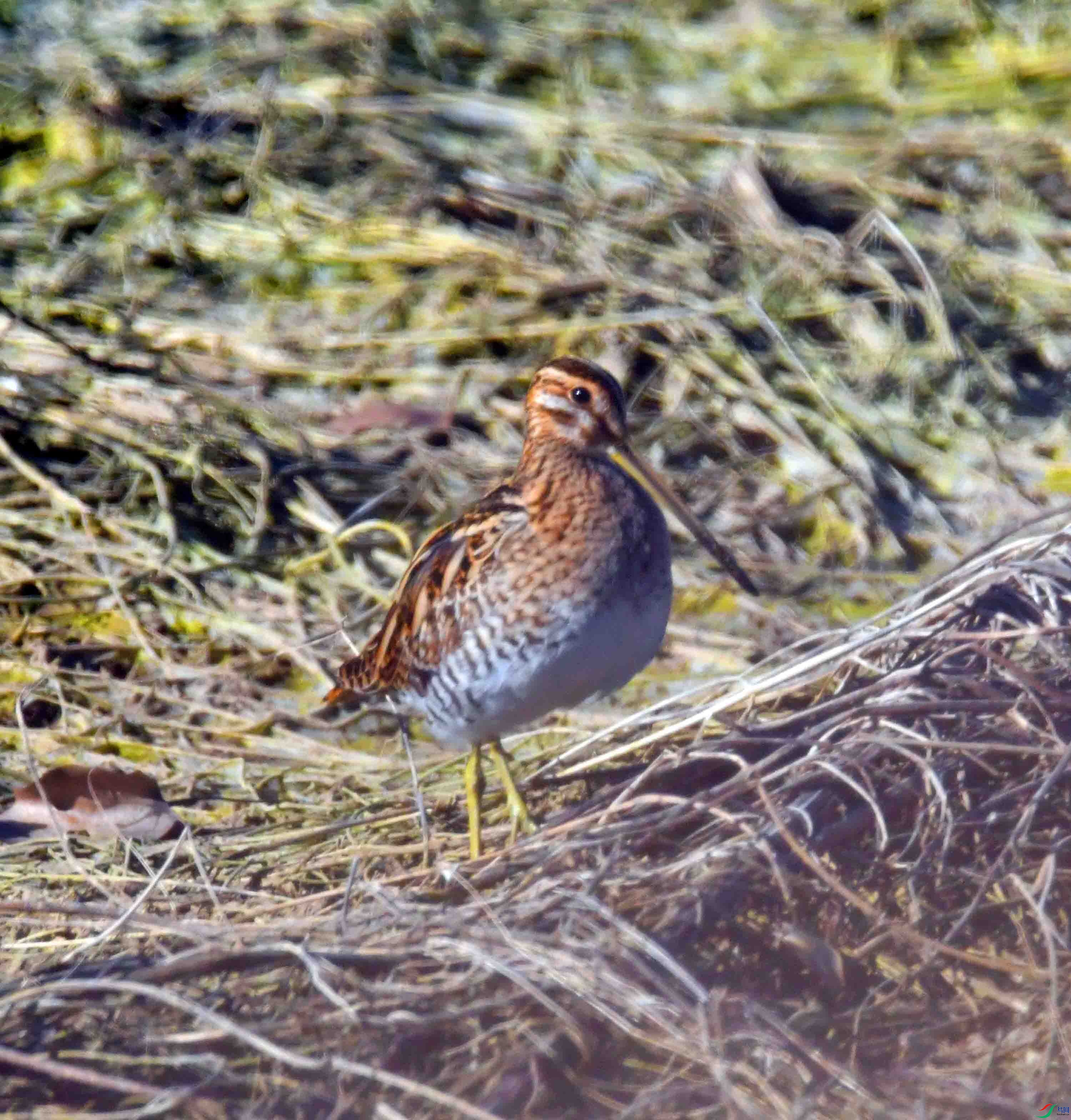 DSC_0394.JPG