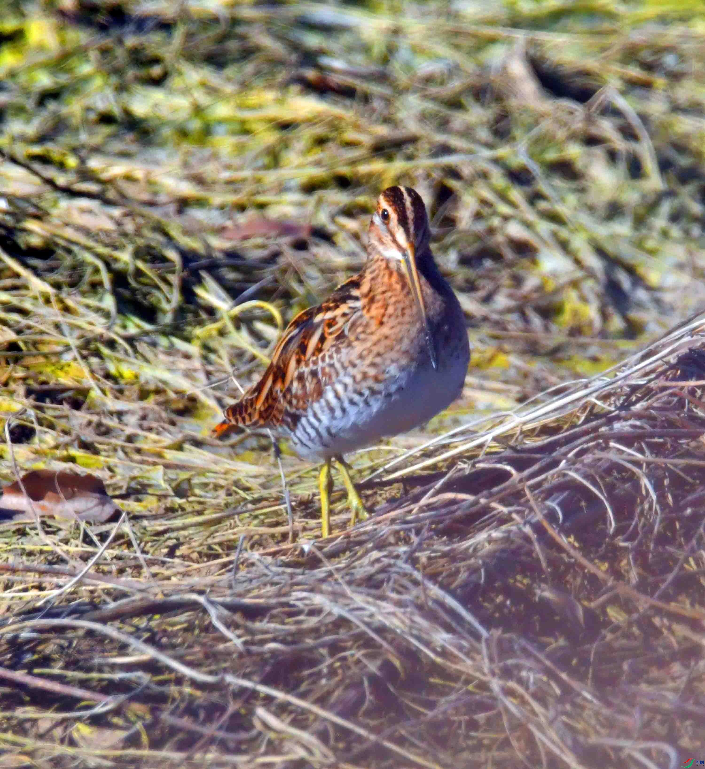 DSC_0389.JPG