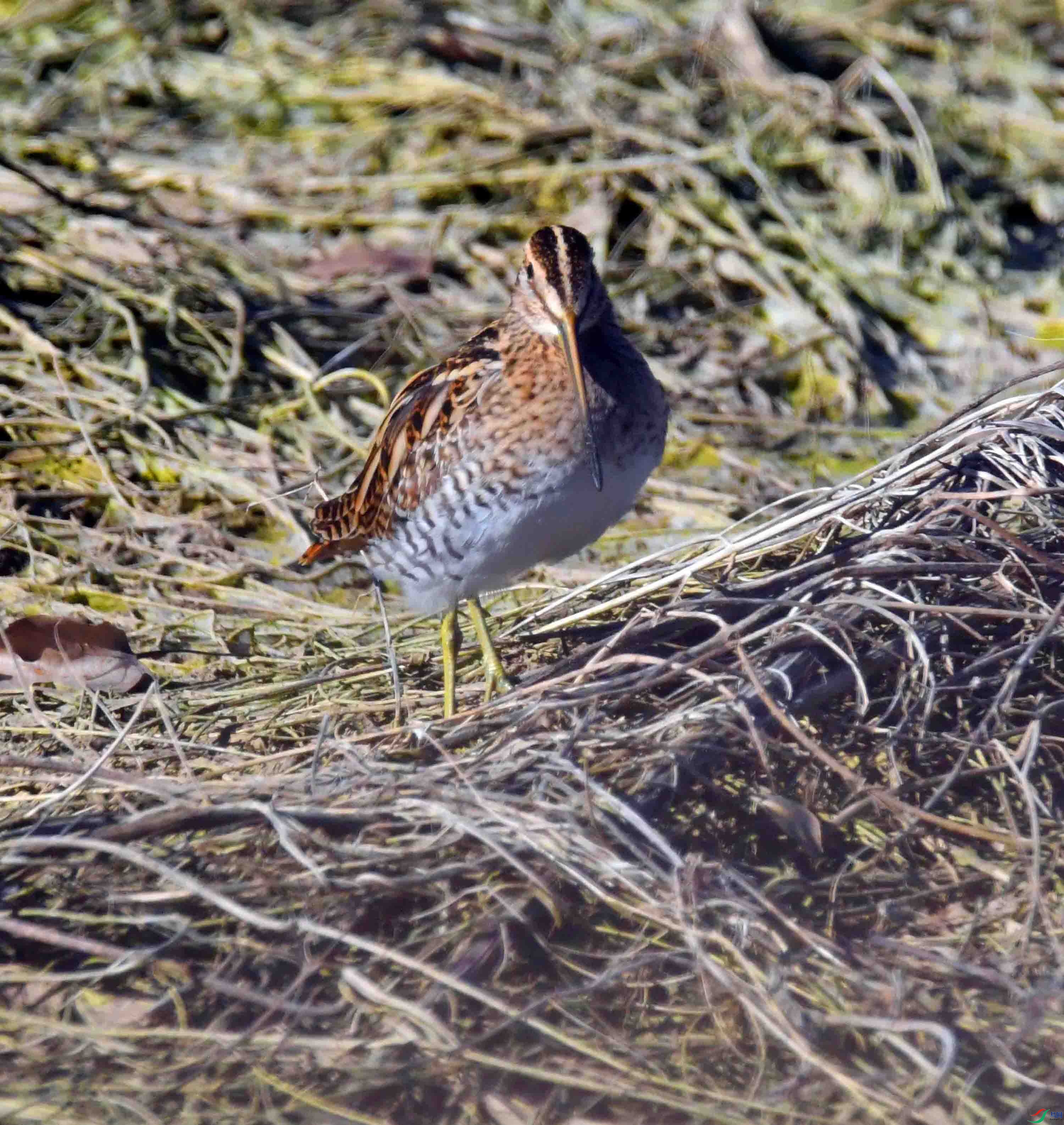 DSC_0403.JPG