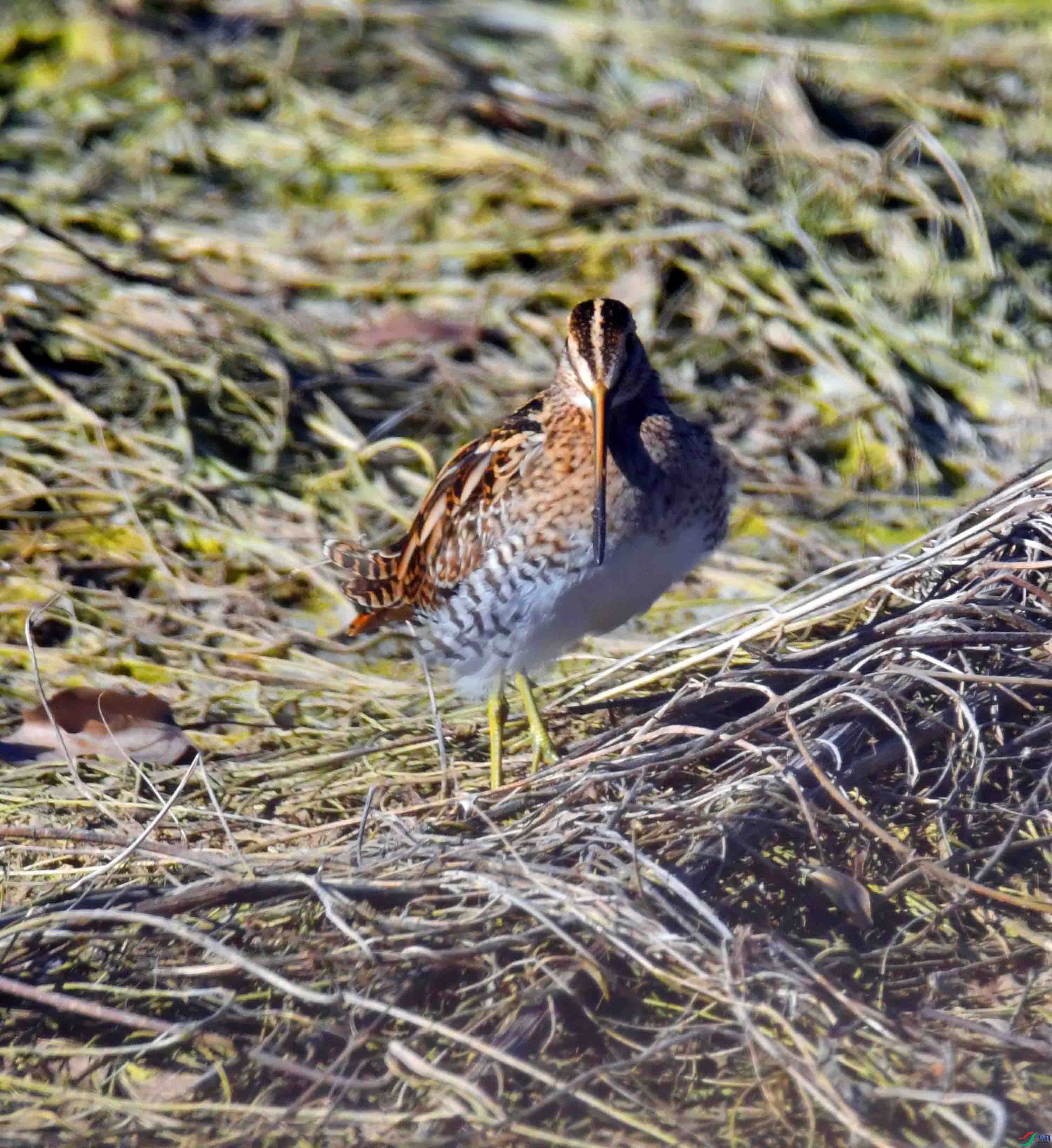 DSC_0407.JPG