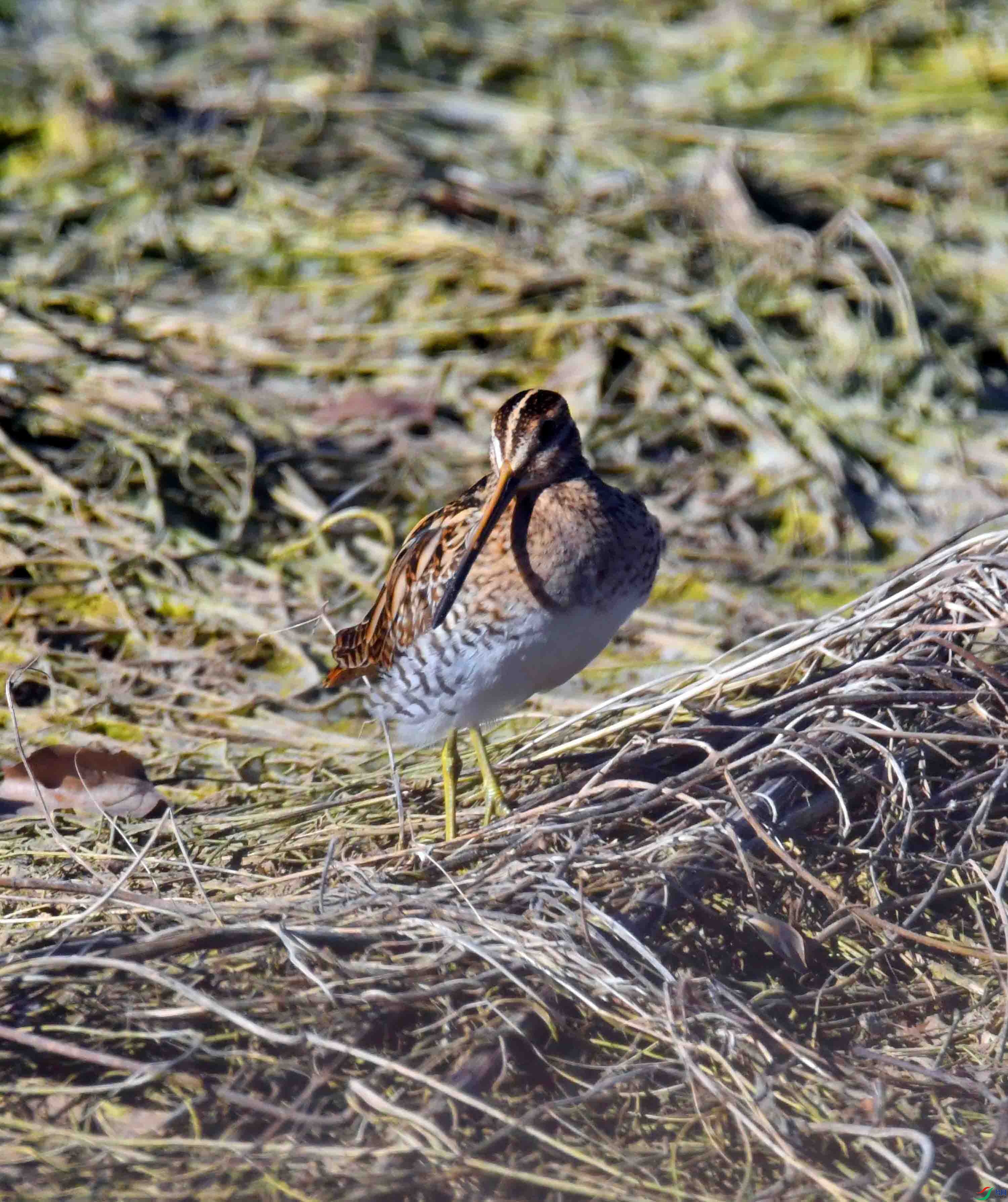 DSC_0410.JPG