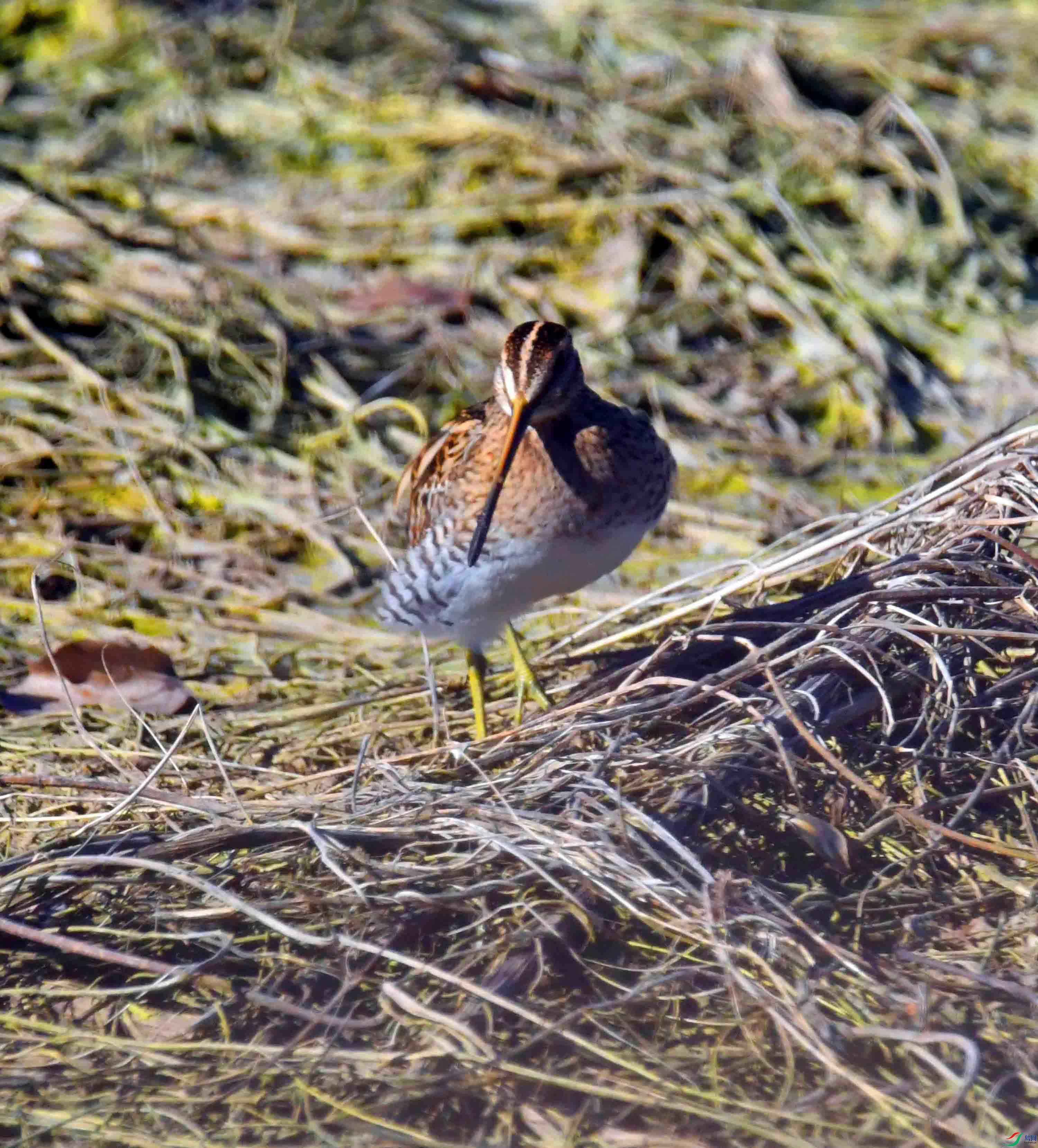 DSC_0412.JPG
