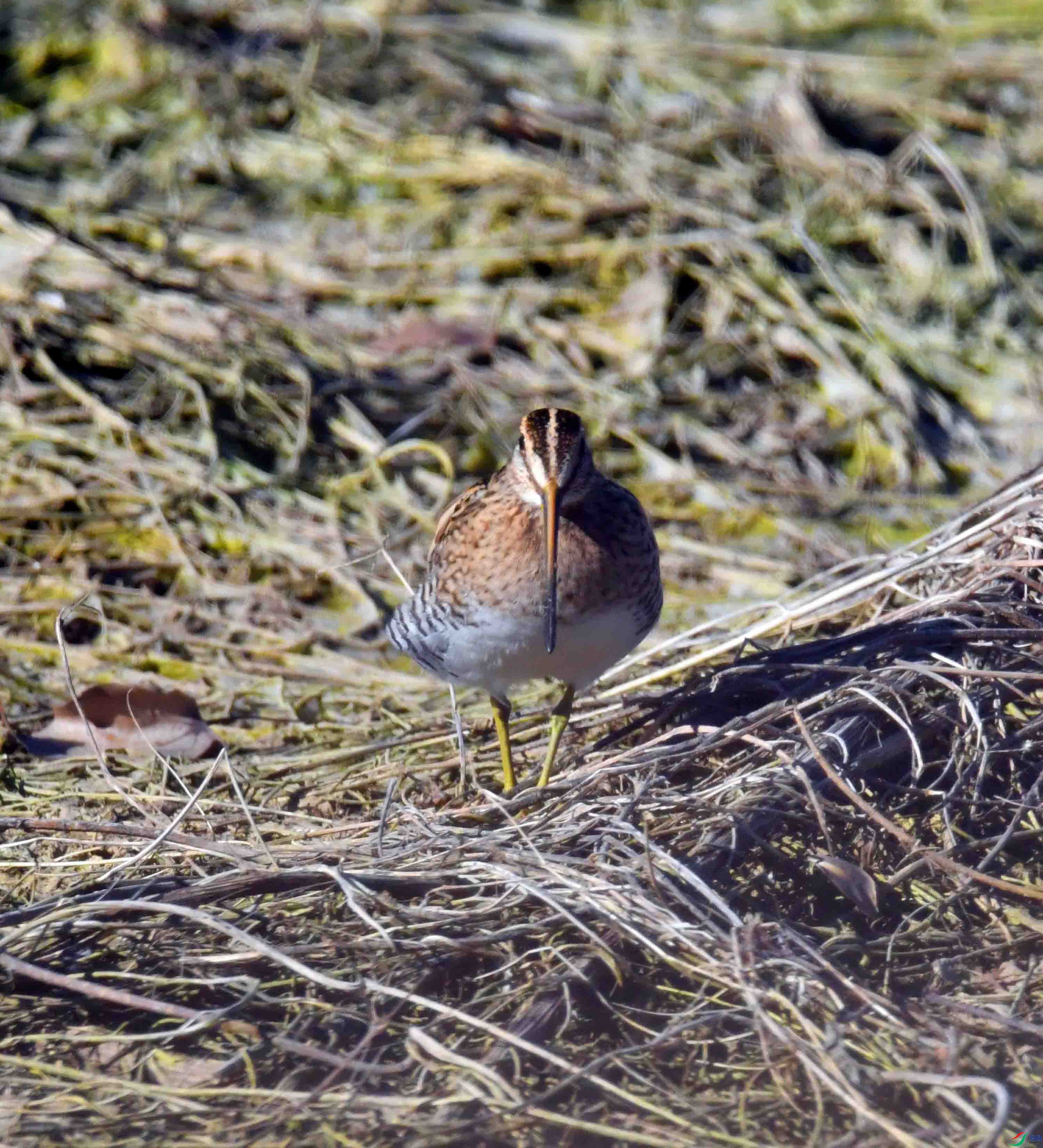 DSC_0415.JPG