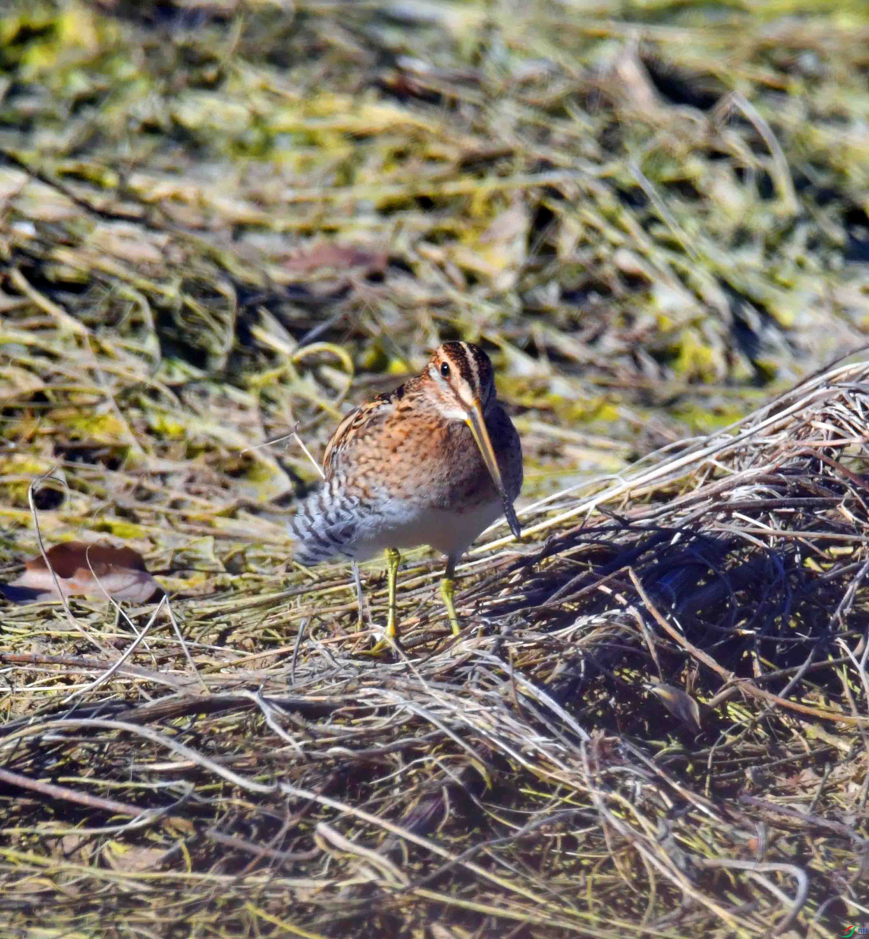 DSC_0417.JPG