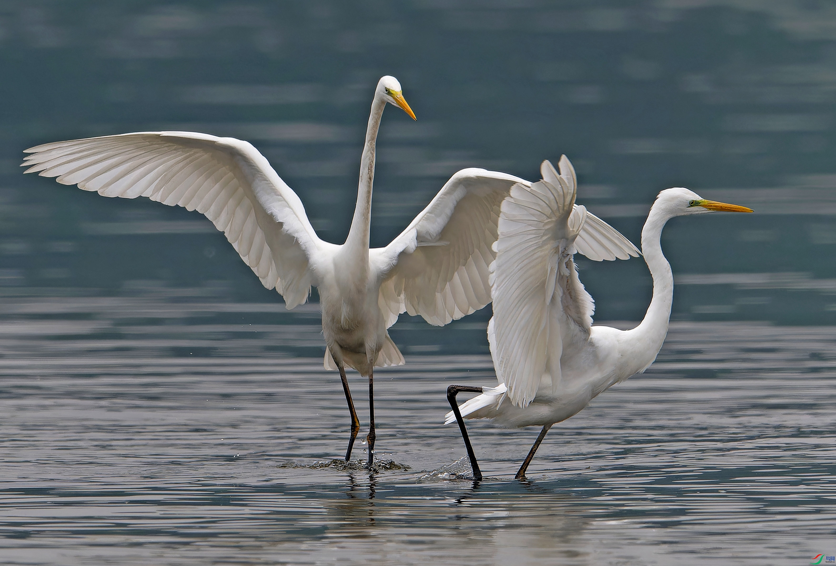 DSC_0502-NEF_DxO_DeepPRIMEXD - ���� ����.jpg