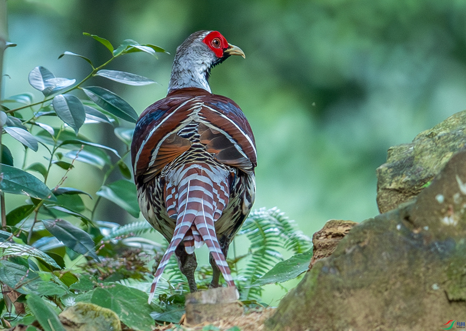 DSC_4187-����ǿ-NR.jpg