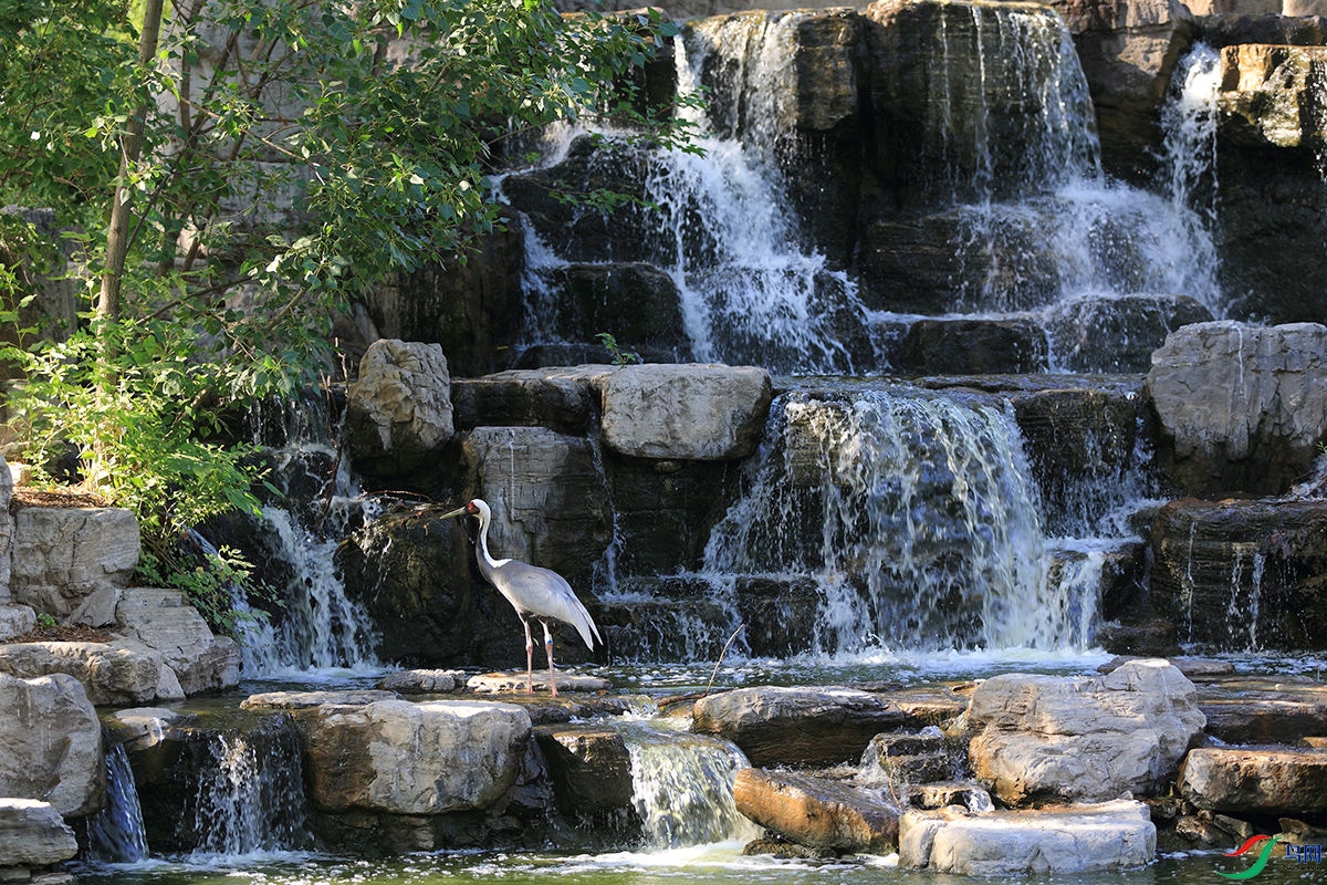 �ҵ�ƻ���ֻ� 478.JPG