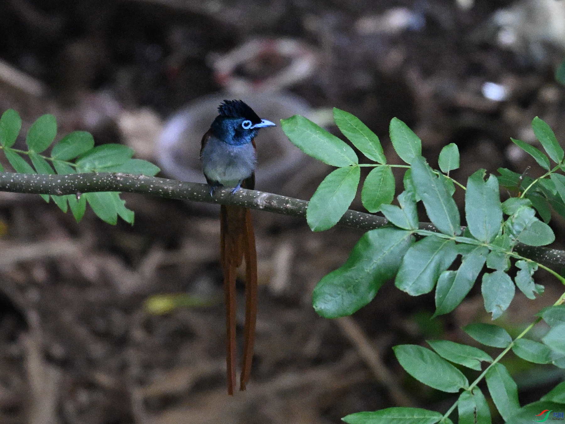DSC_8251.JPG