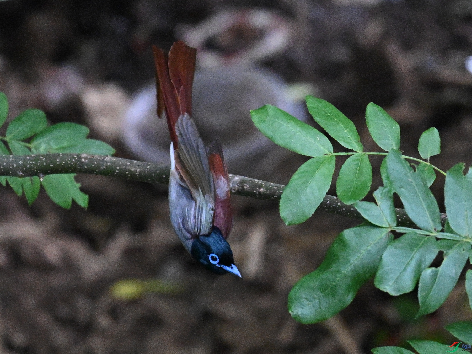 DSC_8285.JPG