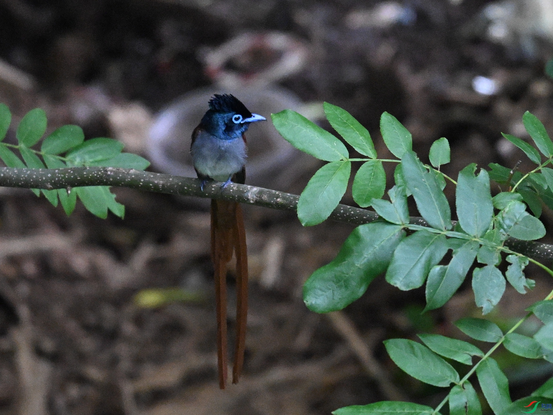 DSC_8252.JPG