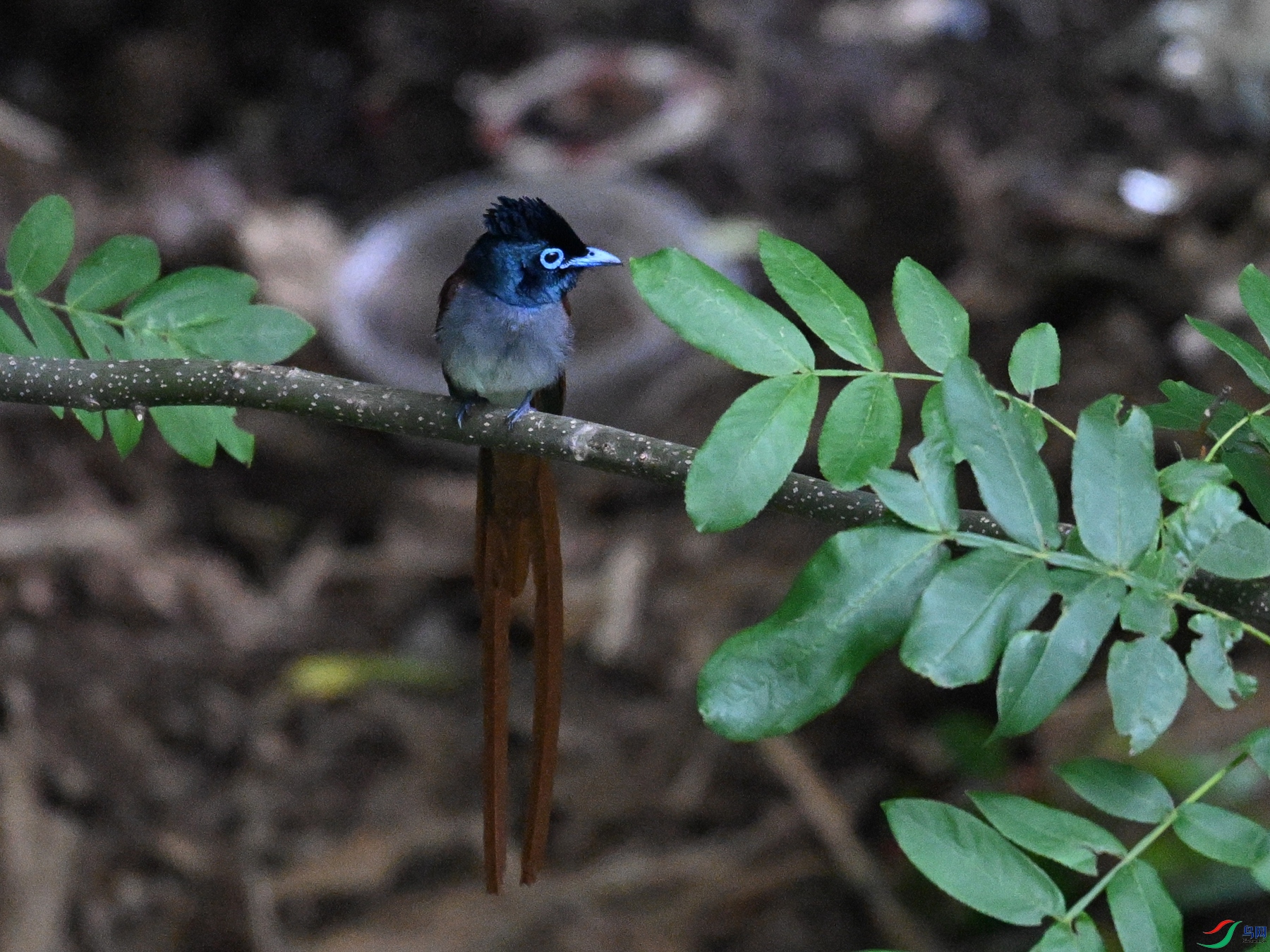 DSC_8263.JPG