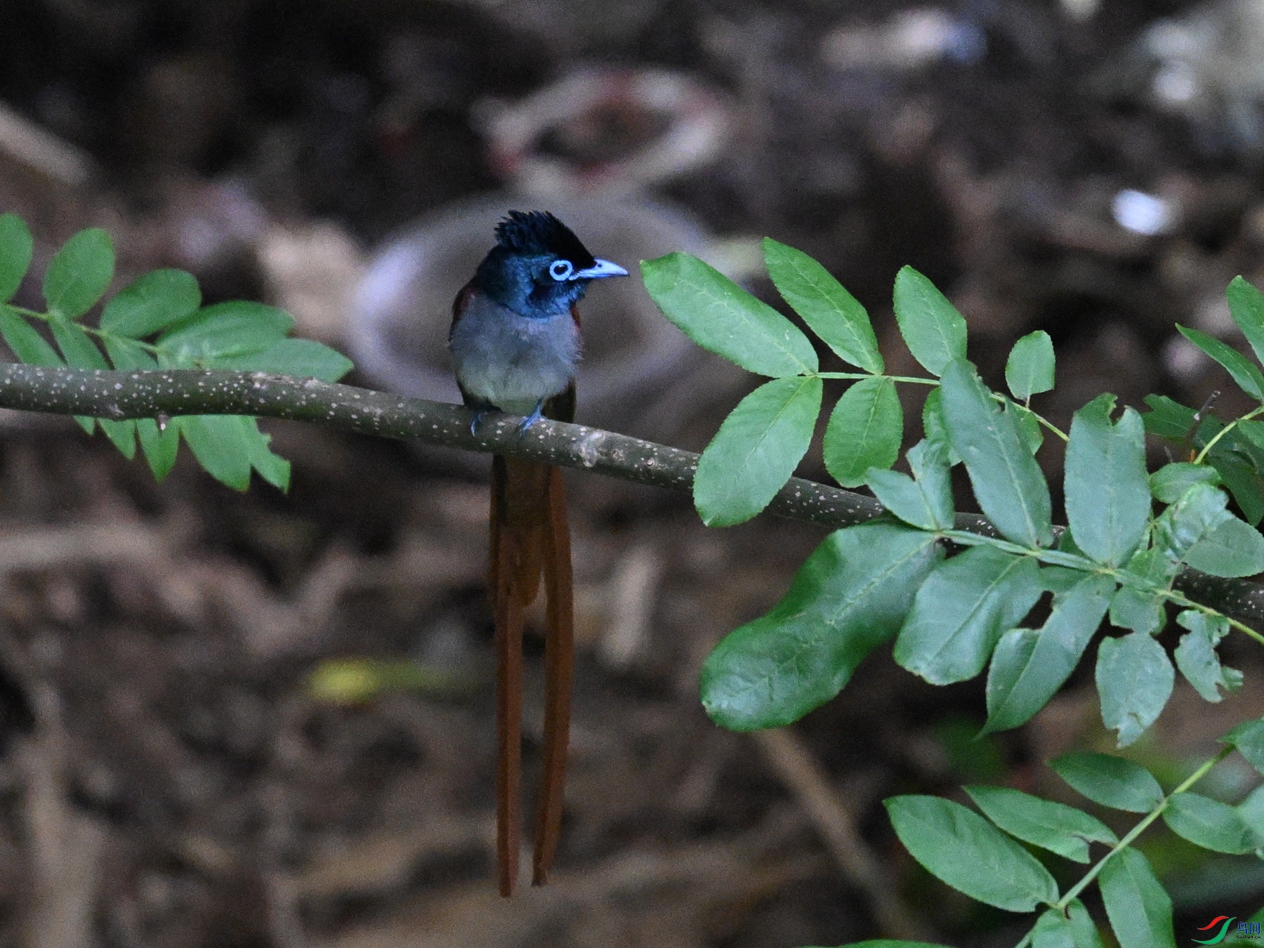 DSC_8253.JPG