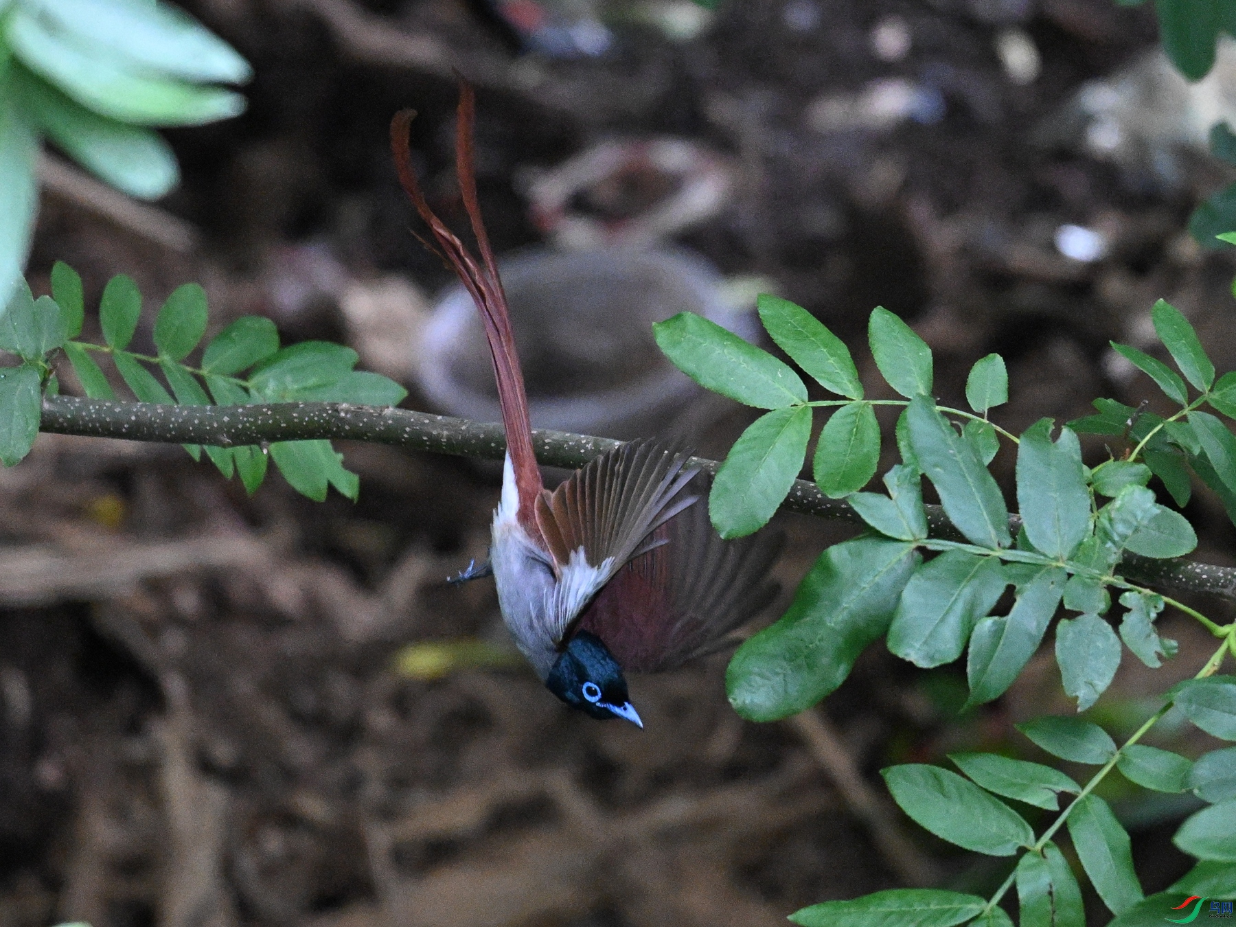 DSC_8287.JPG
