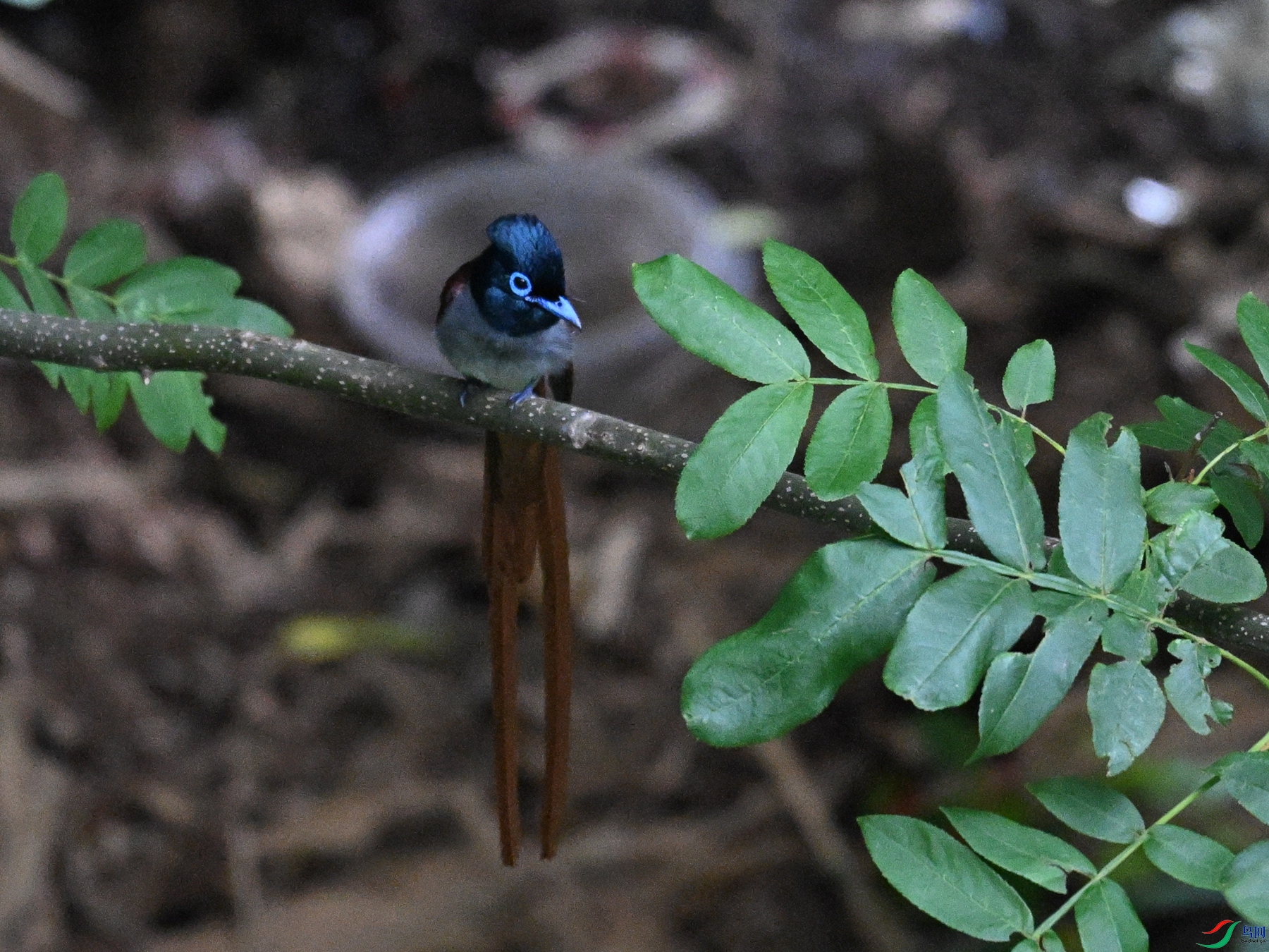 DSC_8275.JPG