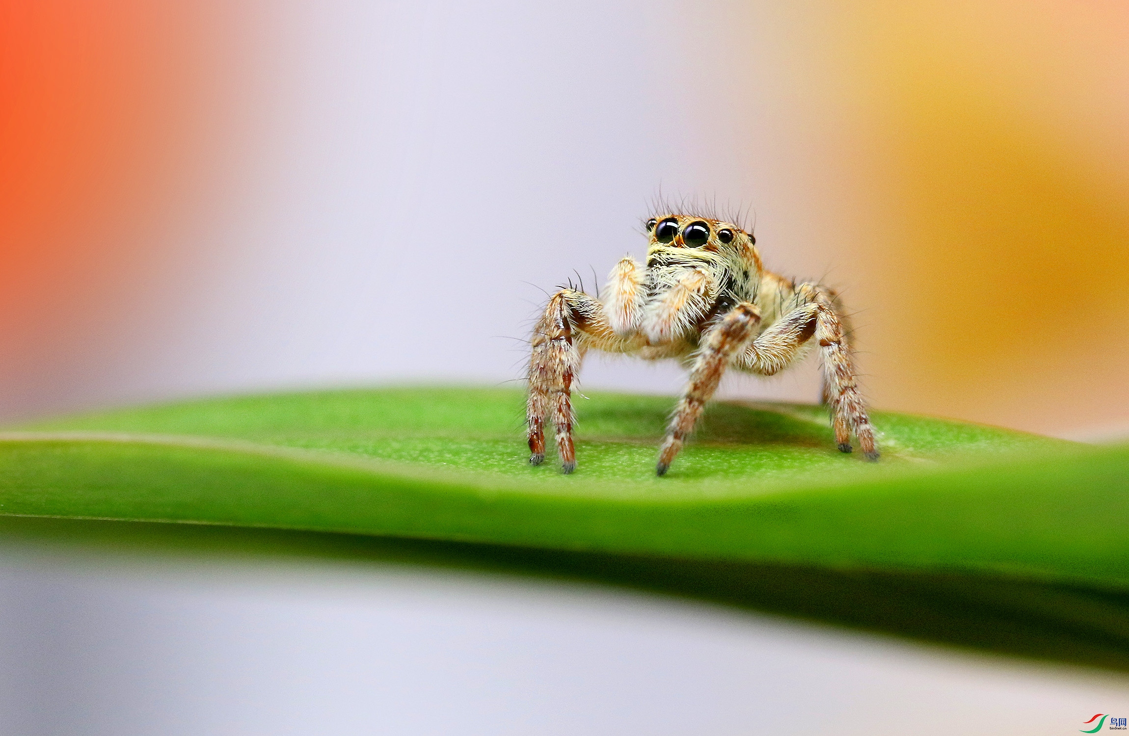 0N2A3974 ����.jpg