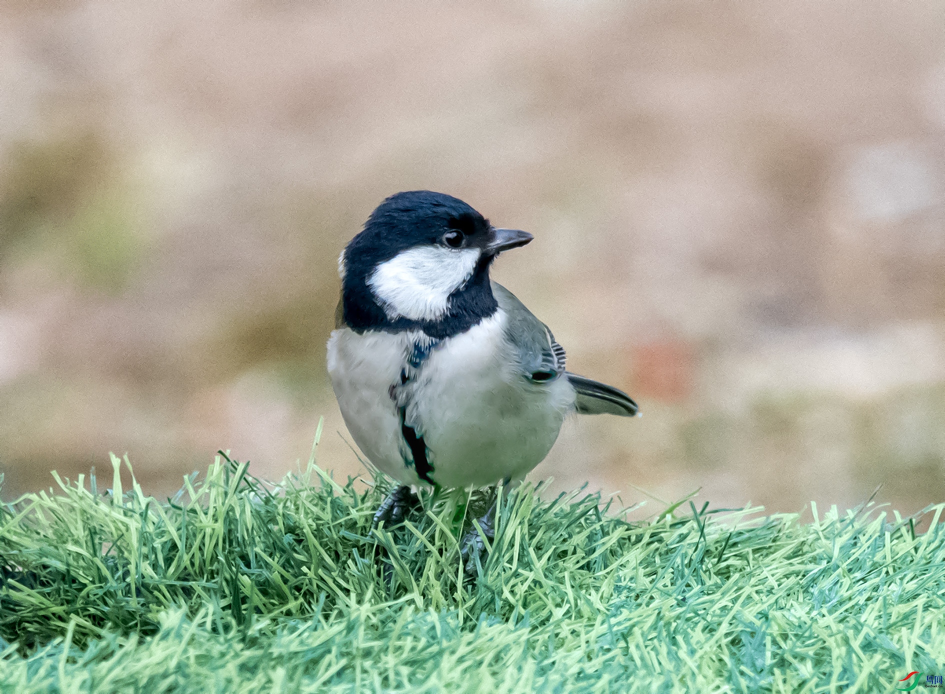 DSC_8241_��ͼ�� ����.jpg