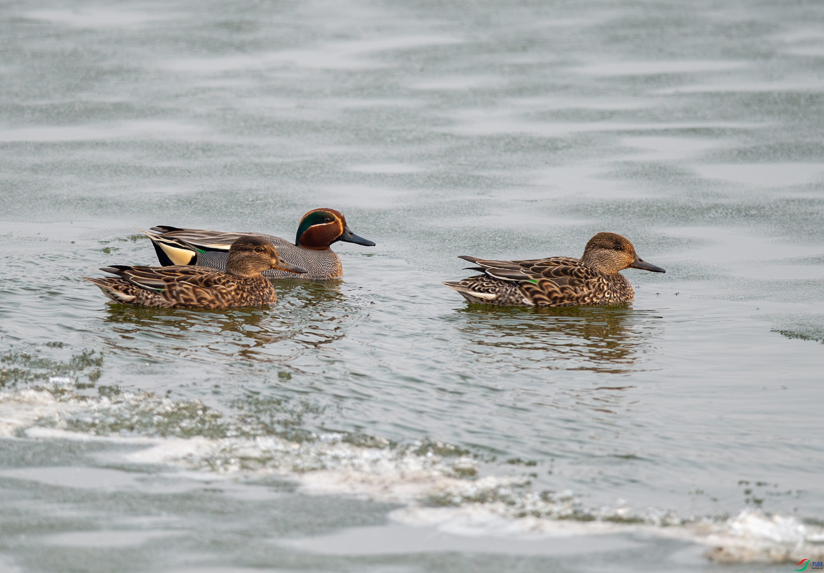 DSC_2451.jpg