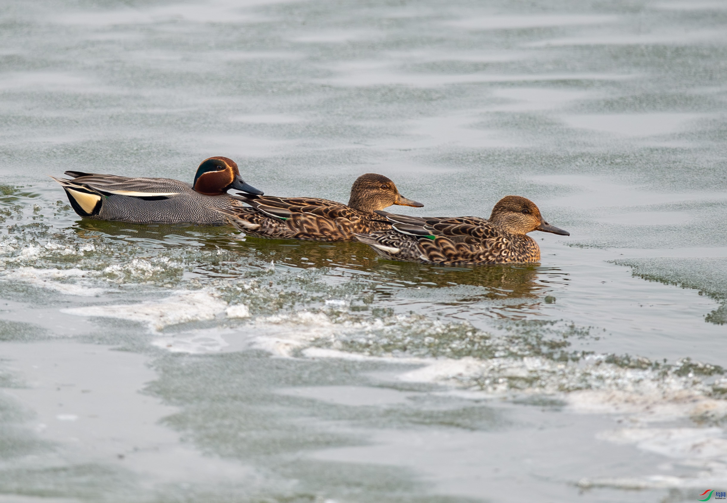 DSC_2453.jpg