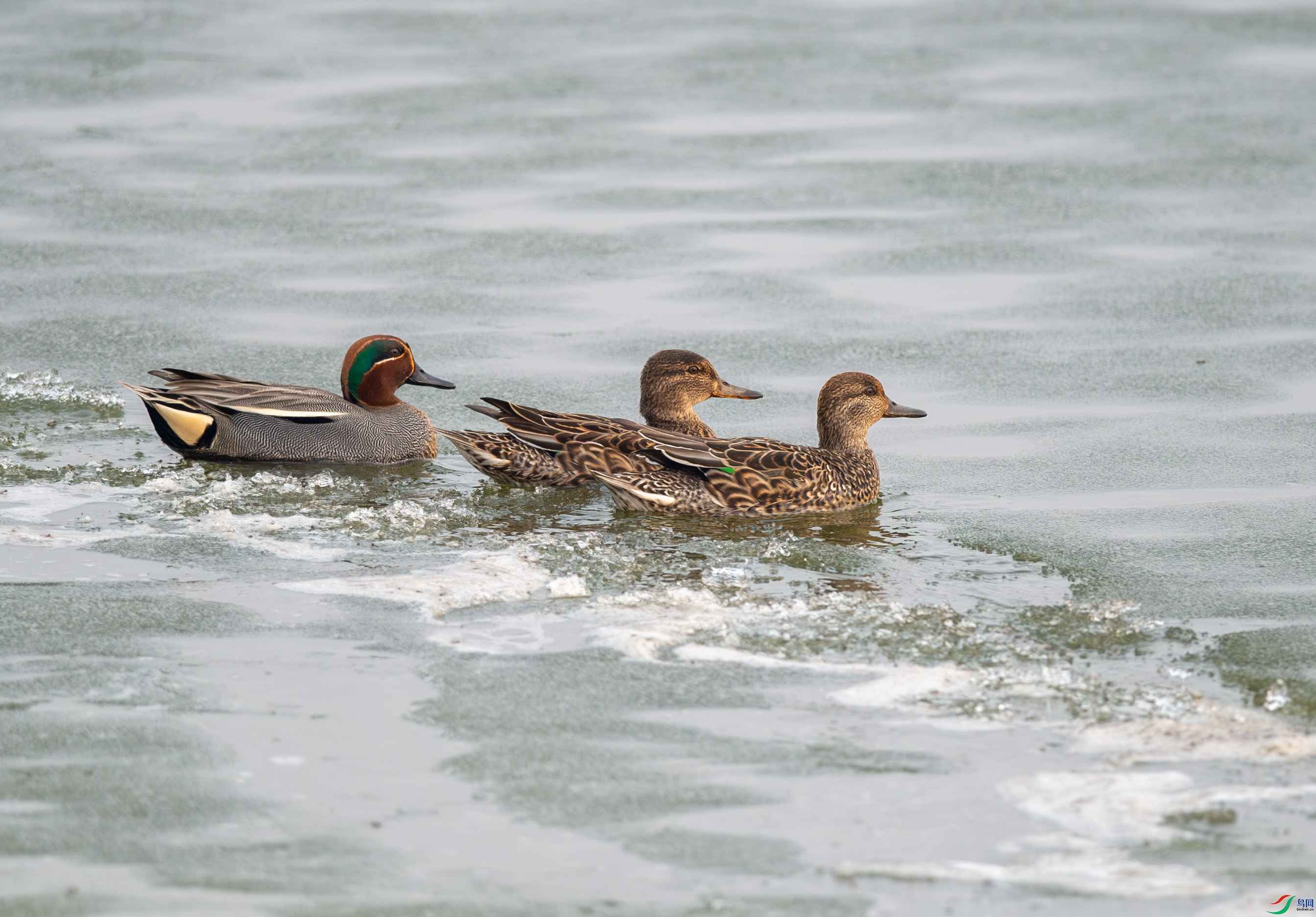 DSC_2459.jpg