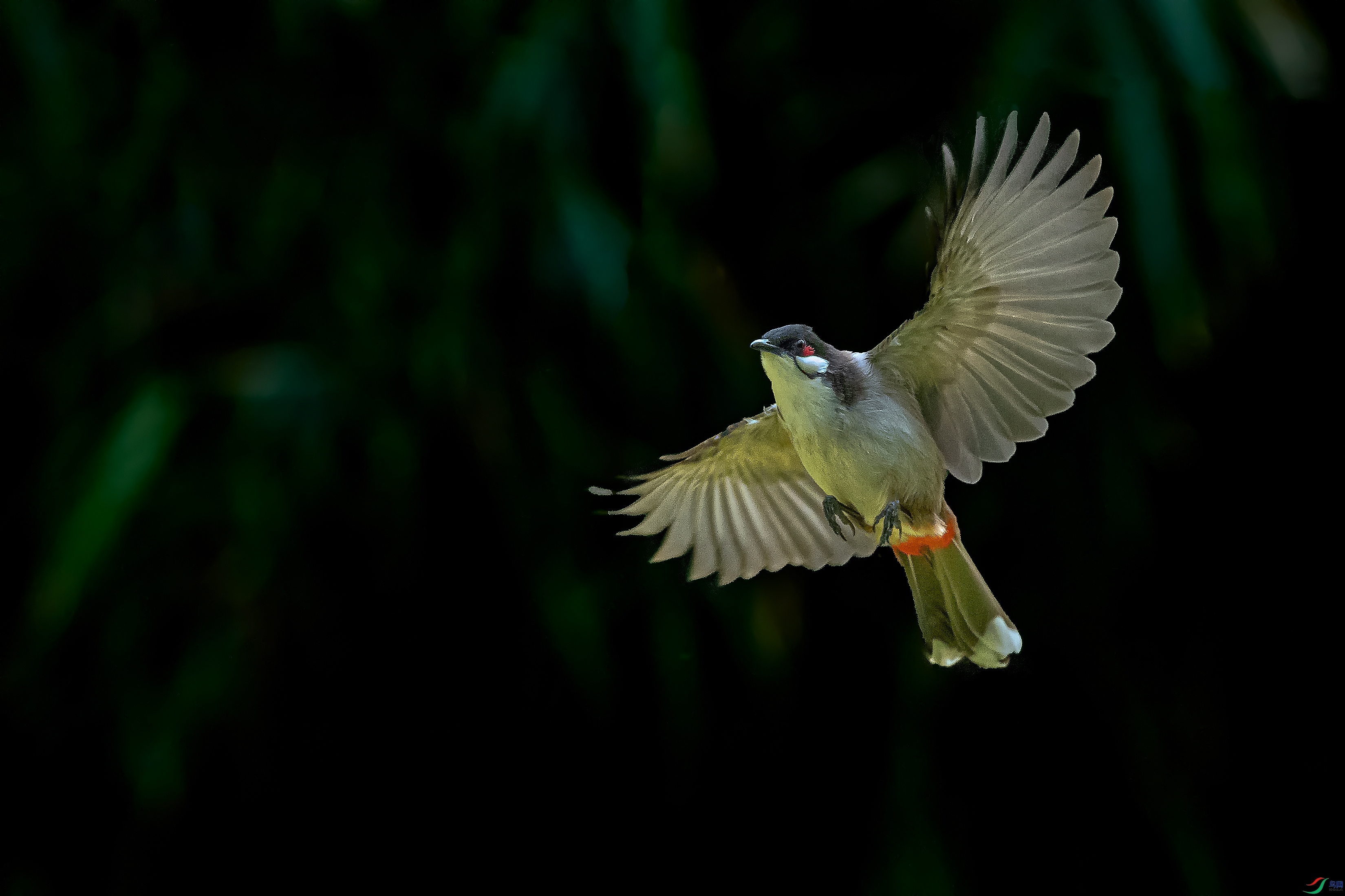 DSC_4869AB.jpg