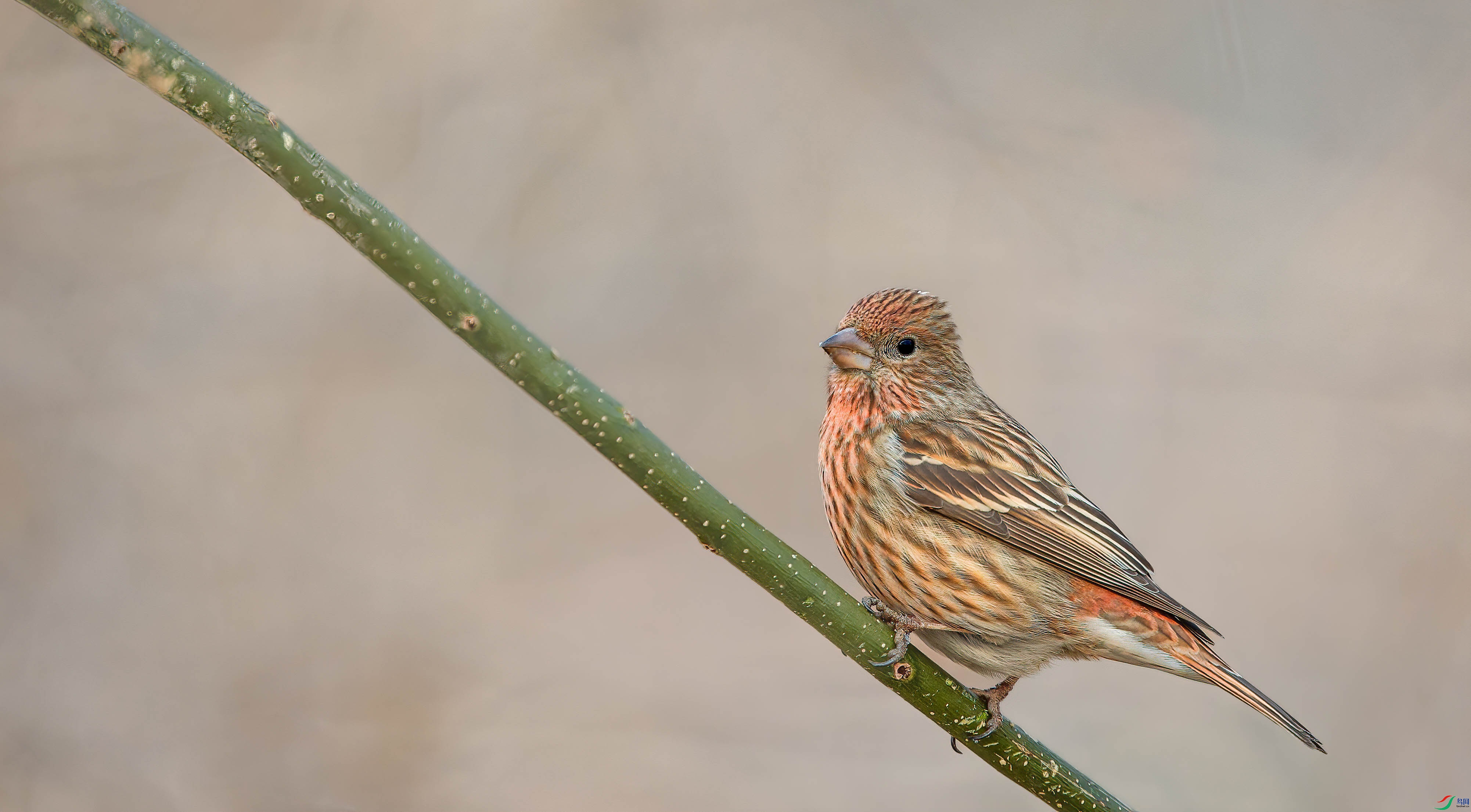 AQ4P3591-1.jpg