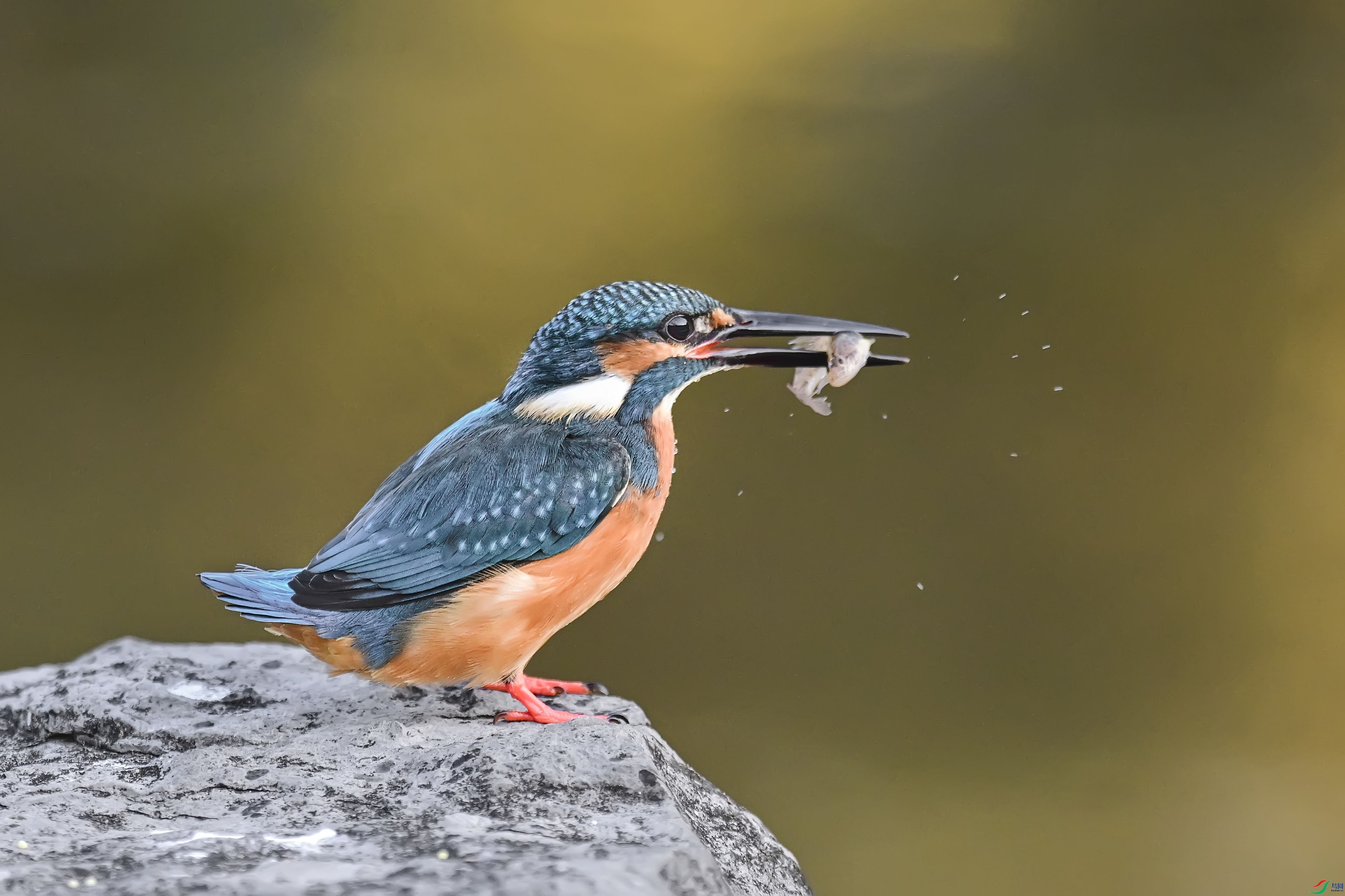 DSC_7434.jpg