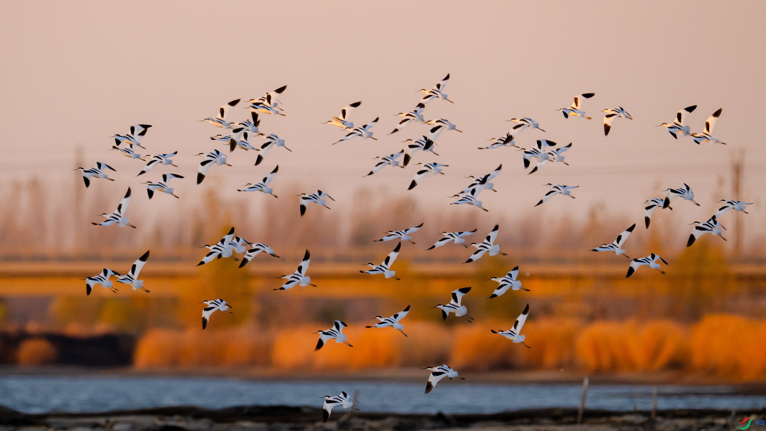 DSC_5603x.jpg