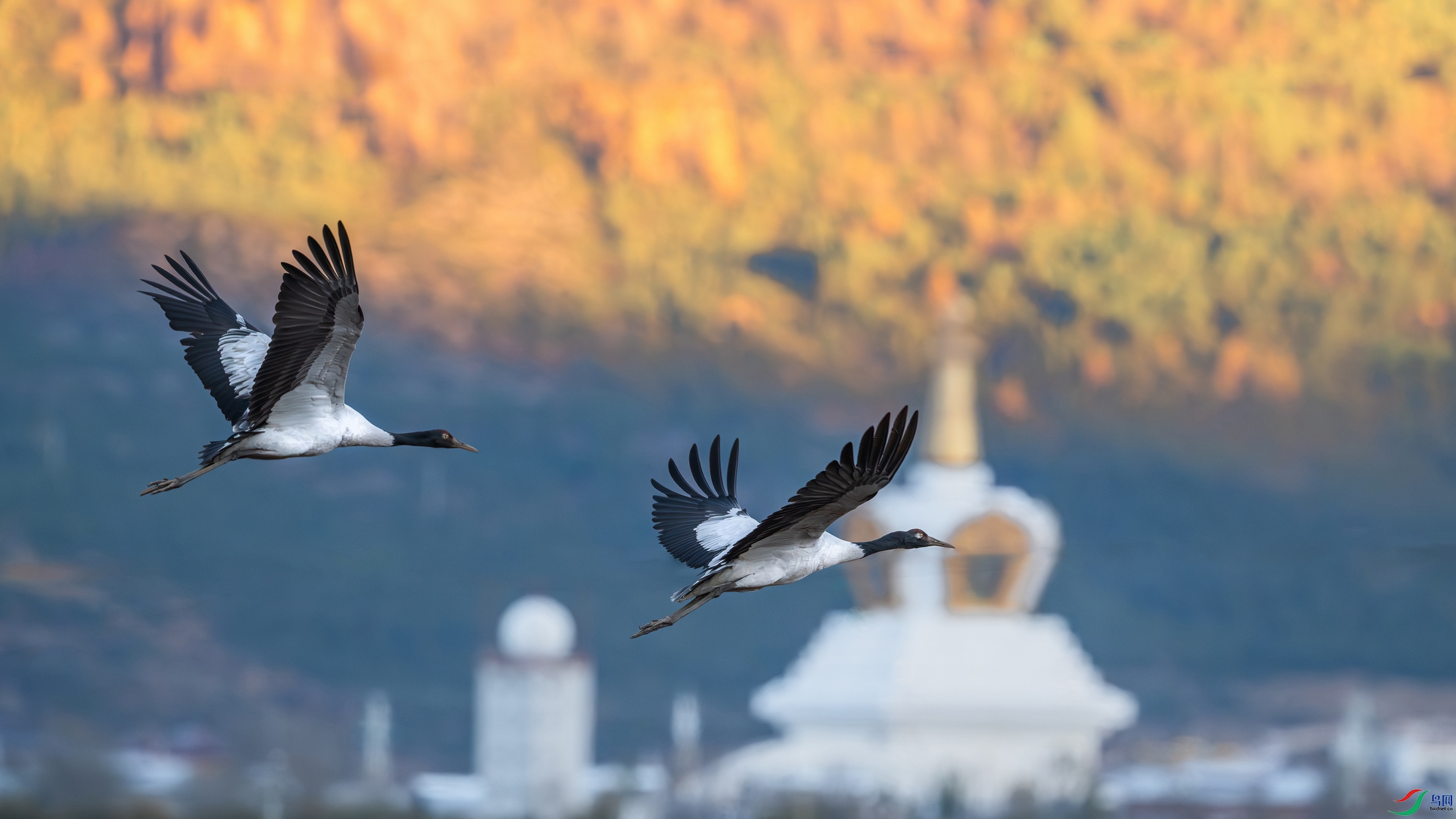 DSC_7360-����ǿ-NR ���� 201.jpg