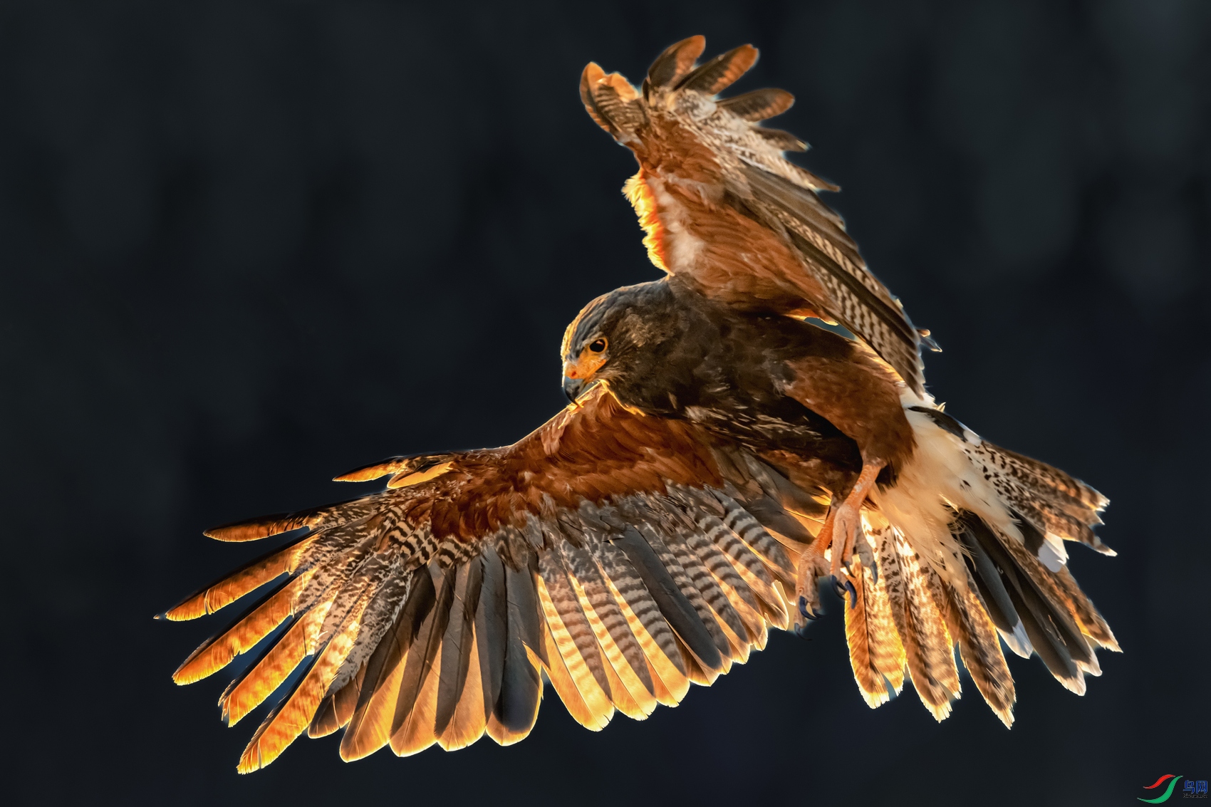 ����ӥ----չ�ᱧ����