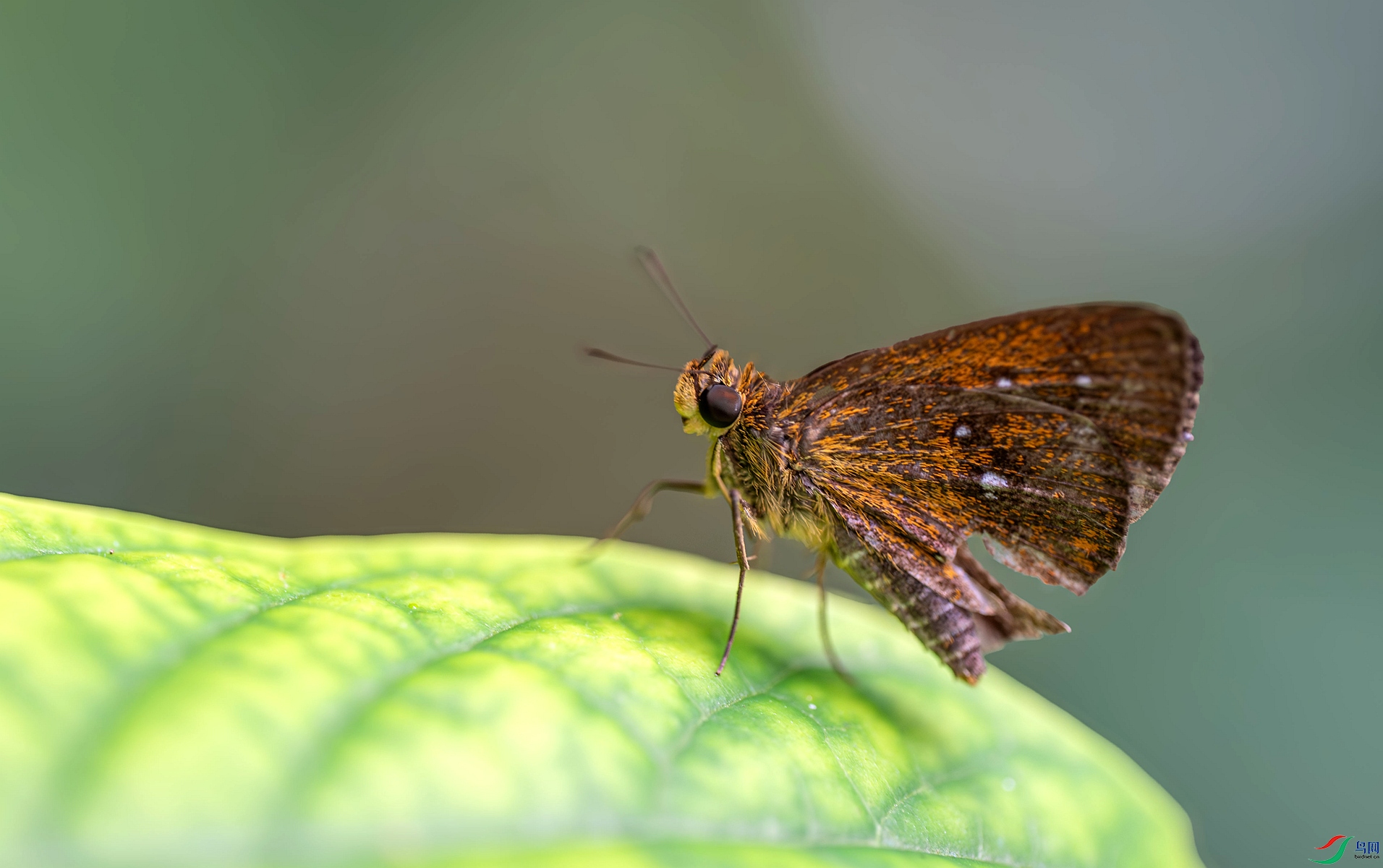 DSC_3931_����_����.jpg