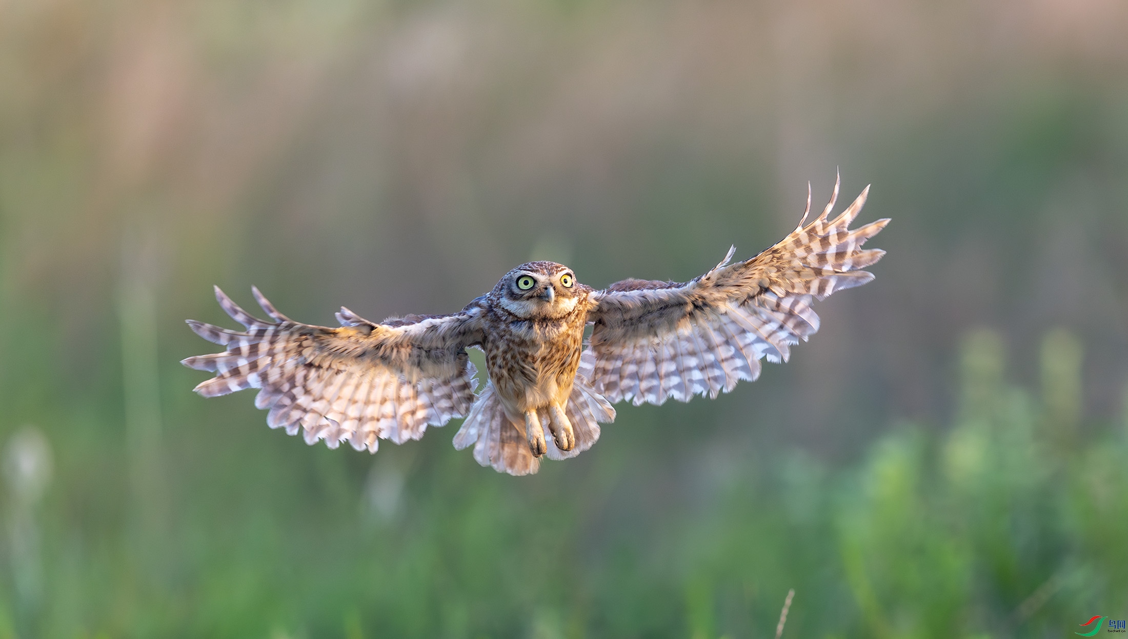 ���Ƹ�С�^