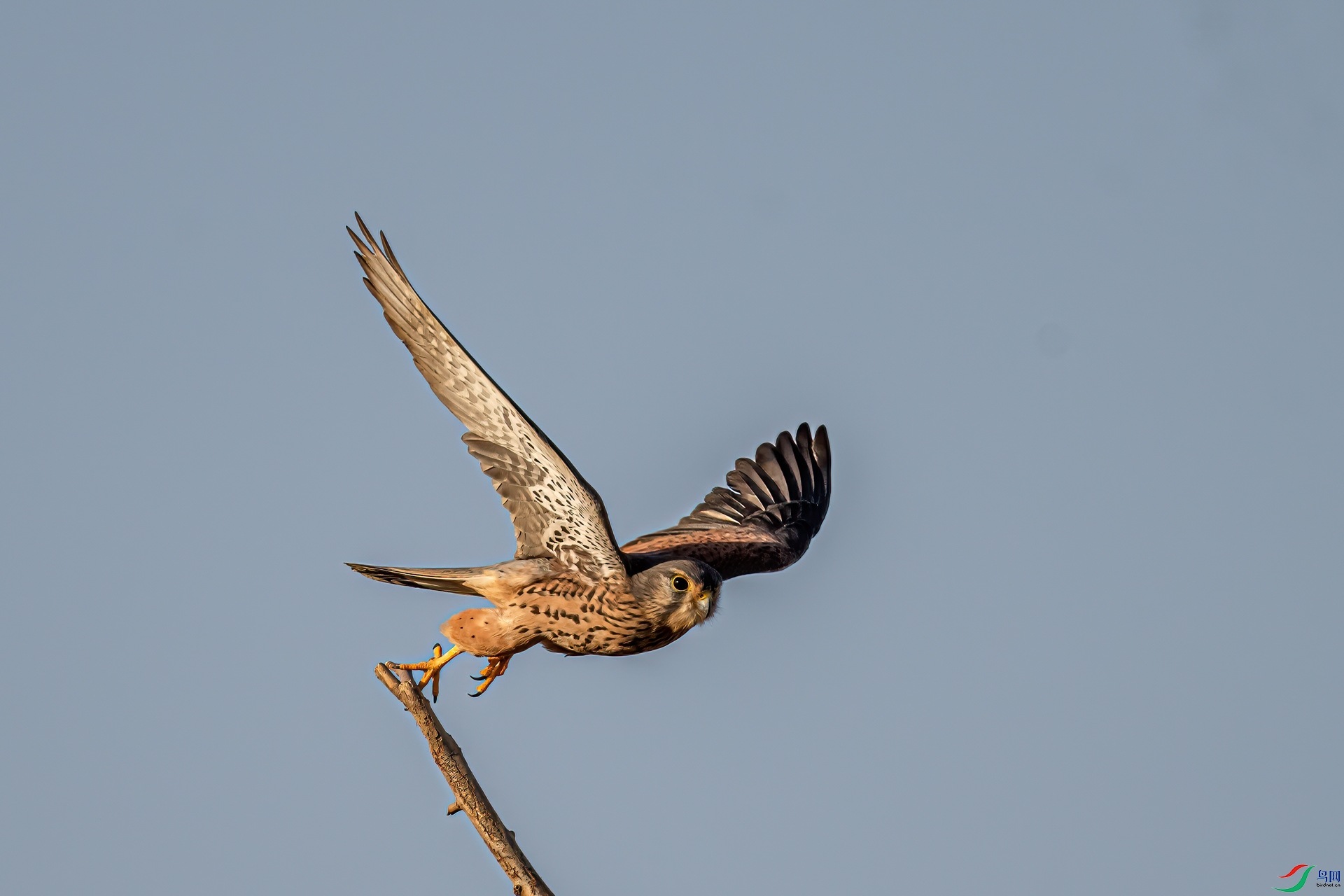 DSC_2521-11.jpg