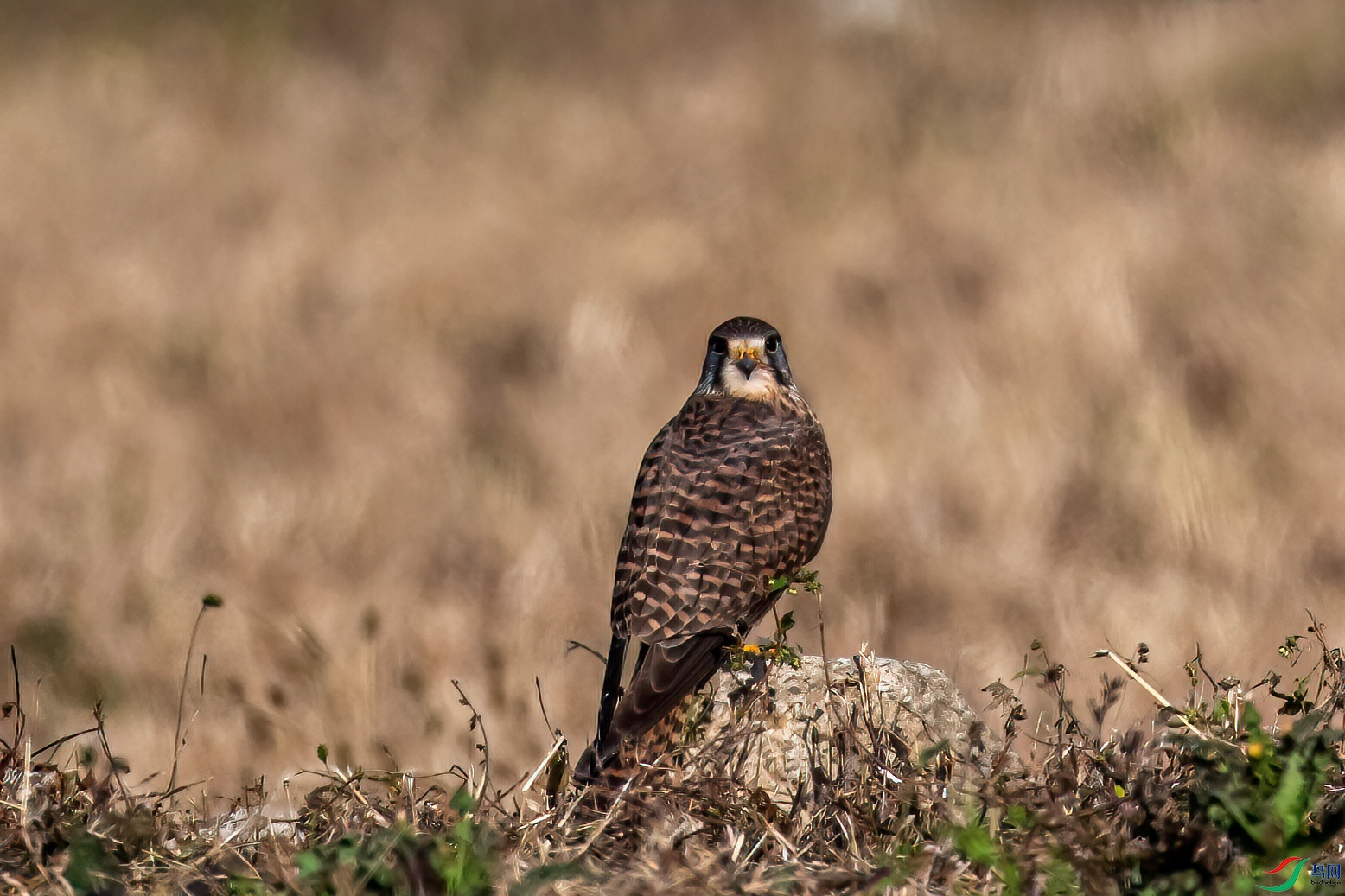 DSC_3003-11.jpg