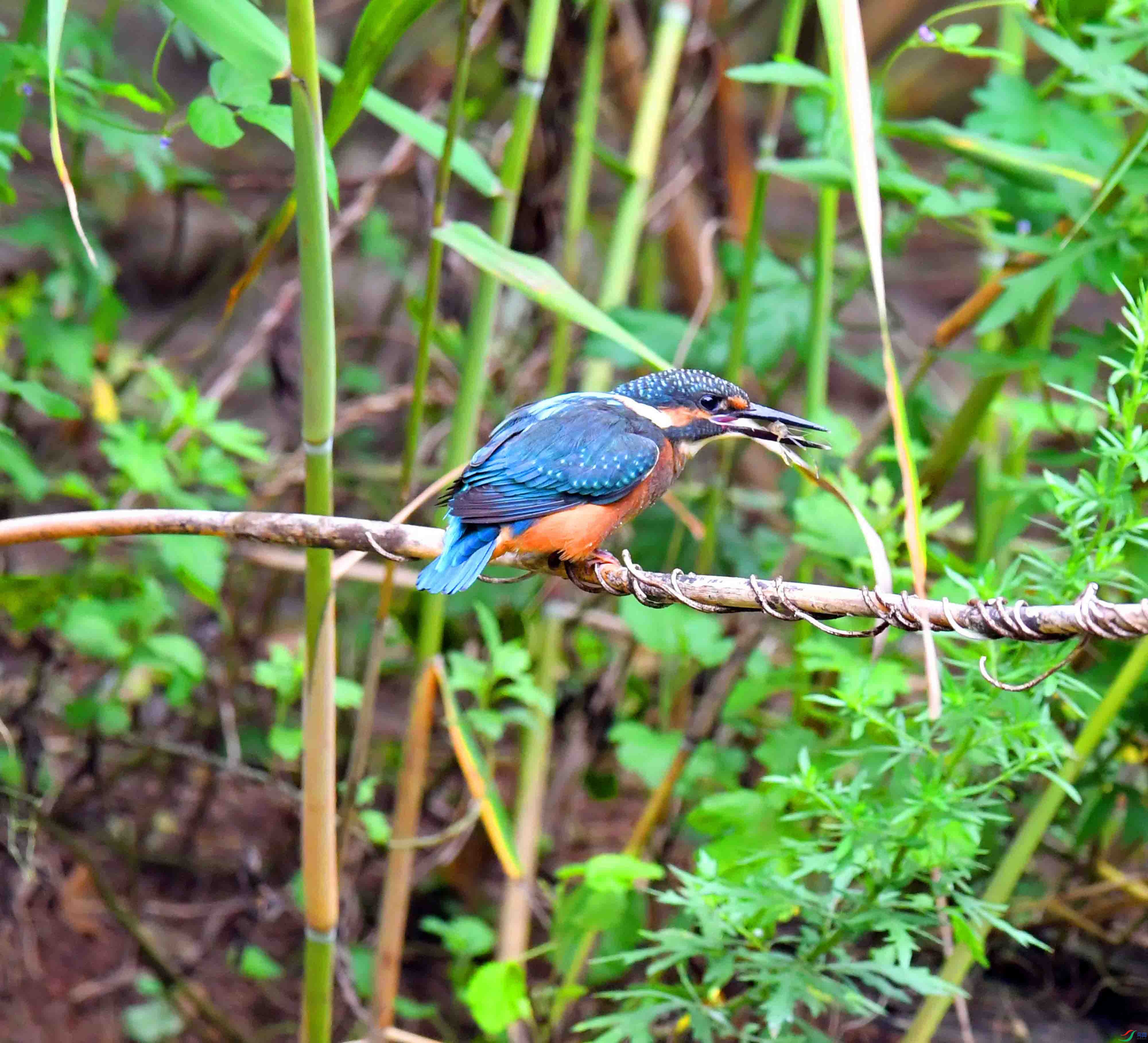 DSC_4478.JPG